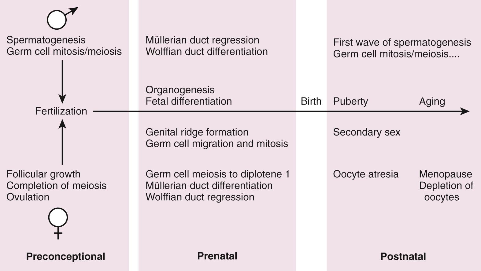 Fig. 14.4, Critical windows of exposure of the reproductive system to environmental toxicants during preconception, prenatal, and postnatal period.