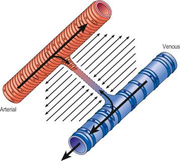 Figure 2.1, Schematic diagram showing the normal resorption of pericapillary fluid in response to precapillary and postcapillary pressure and interstitial pressure.