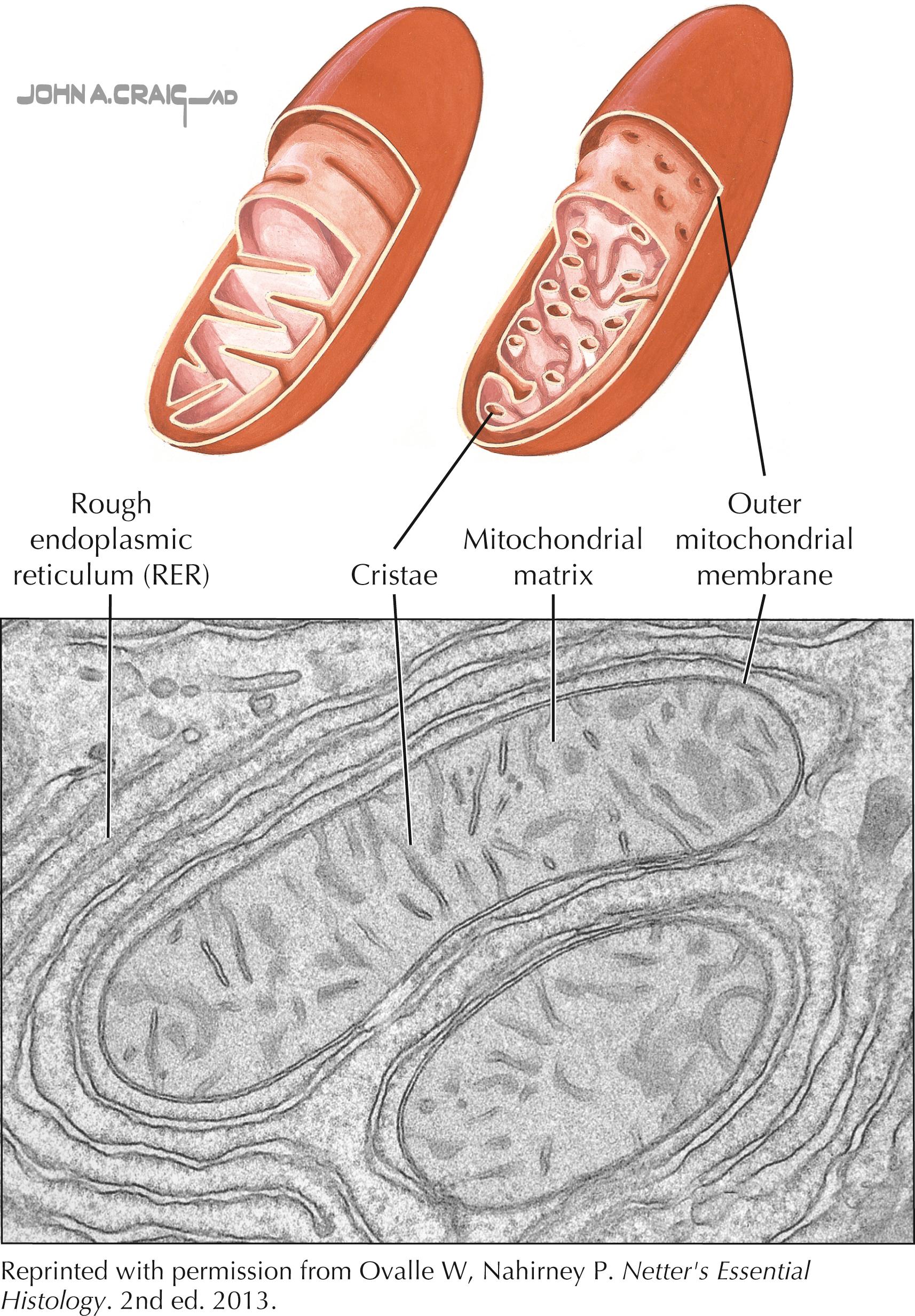 Figure 18.3, Schematic presentation of mitochondria and electron microscope image (EM) of mitochondria in a hepatocyte.