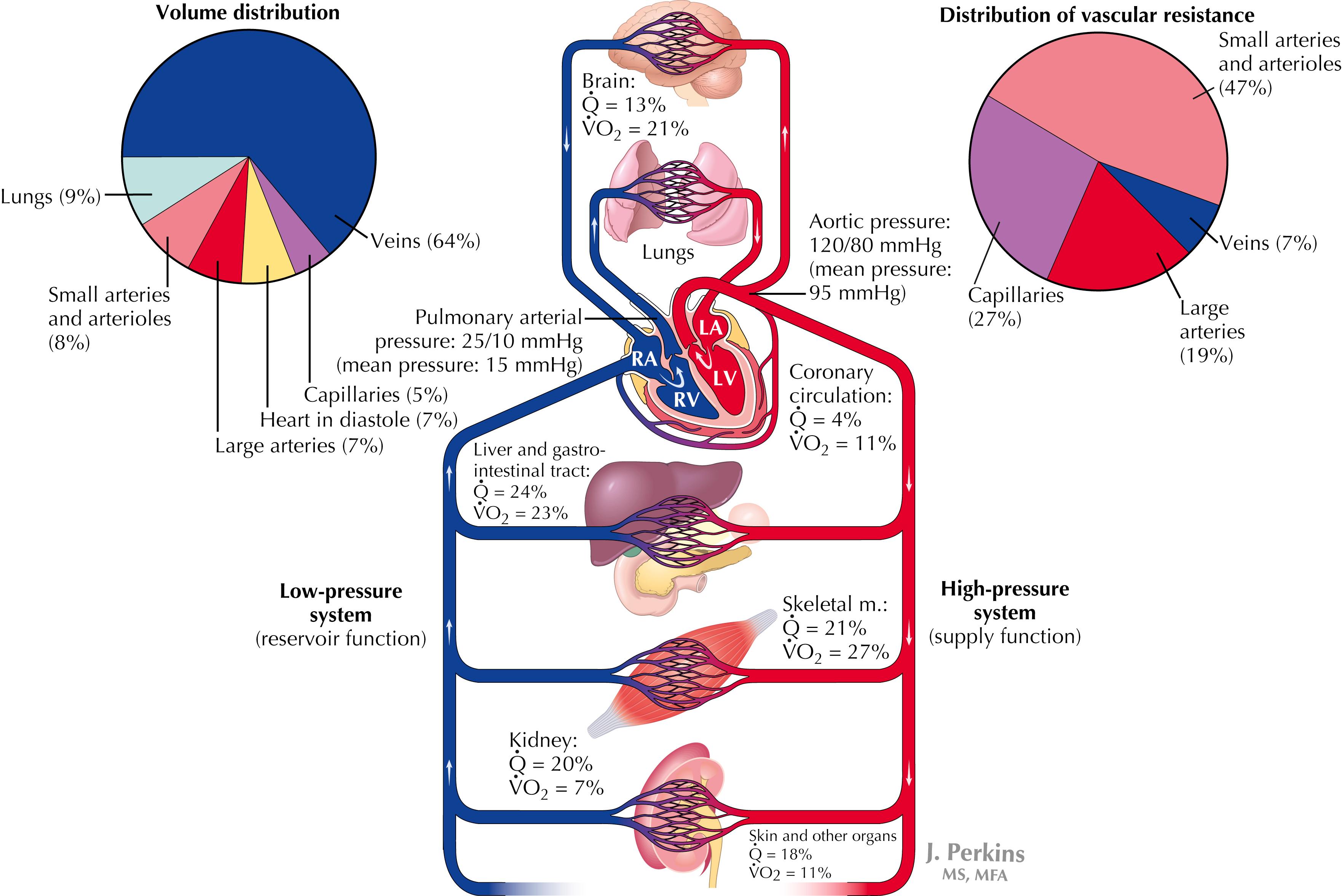 Figure 18.2, Components of the cardiovascular system.