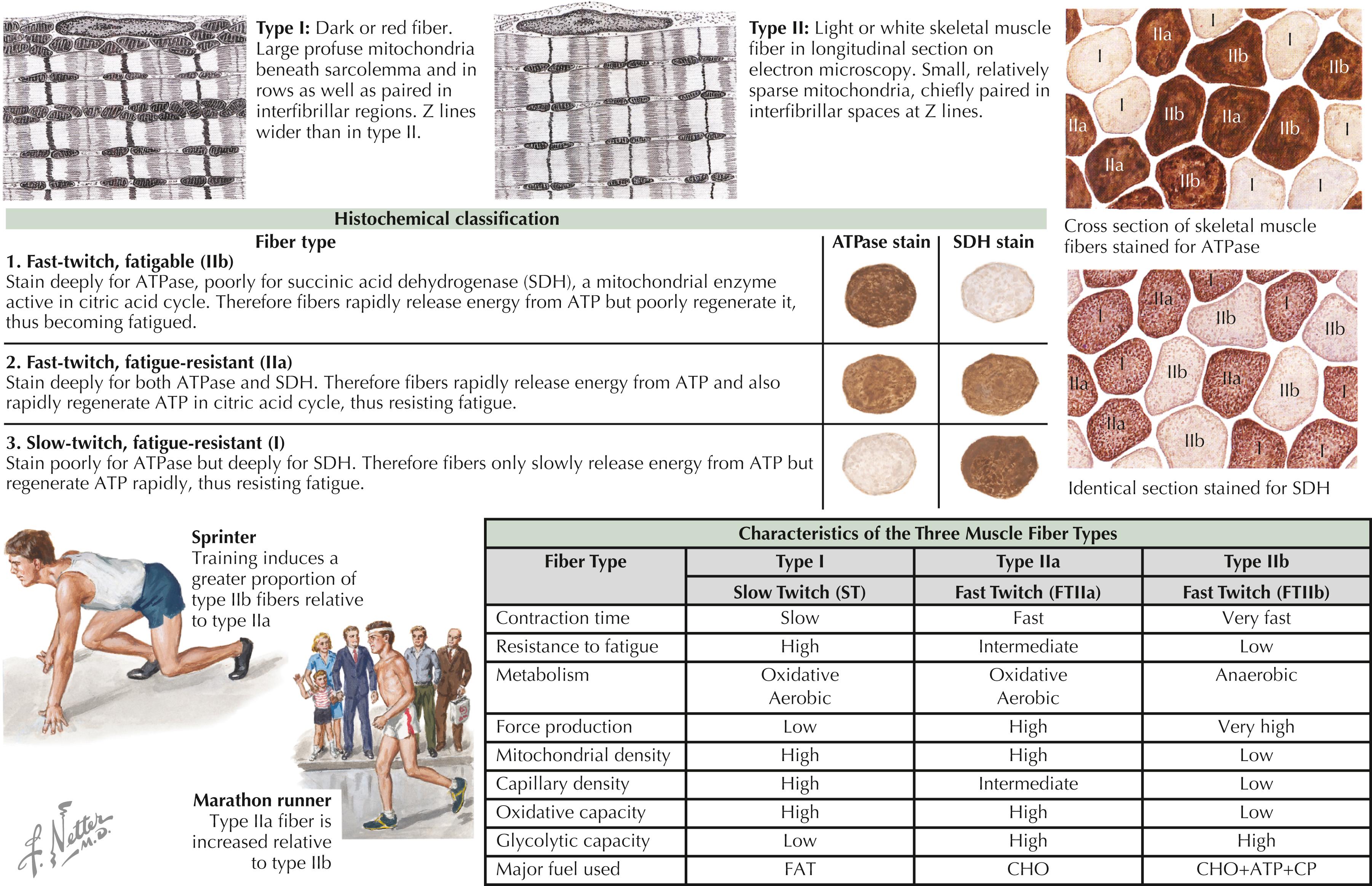 Figure 18.4, Muscle fiber types.