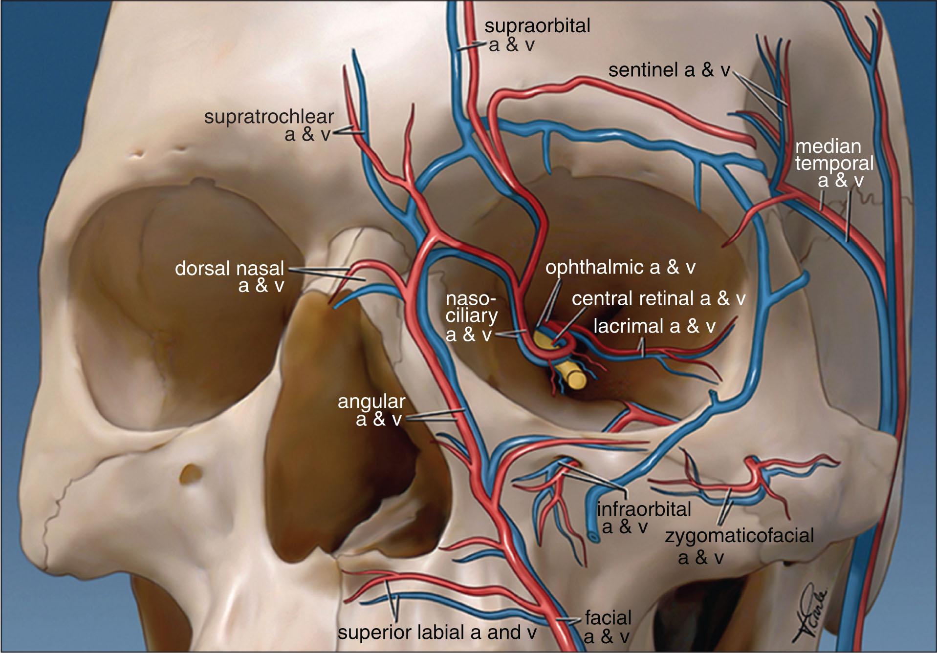 Fig. 12.16.1, Vascular Structures of the Upper Face.