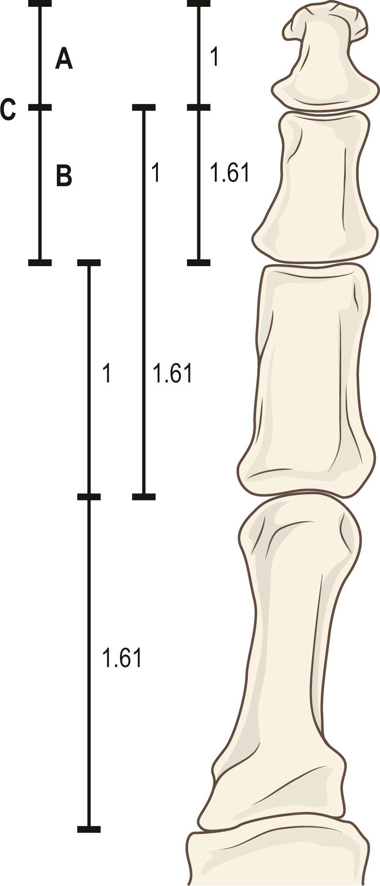 Figure 42.5, The golden proportion of the finger: A:B = B:C.