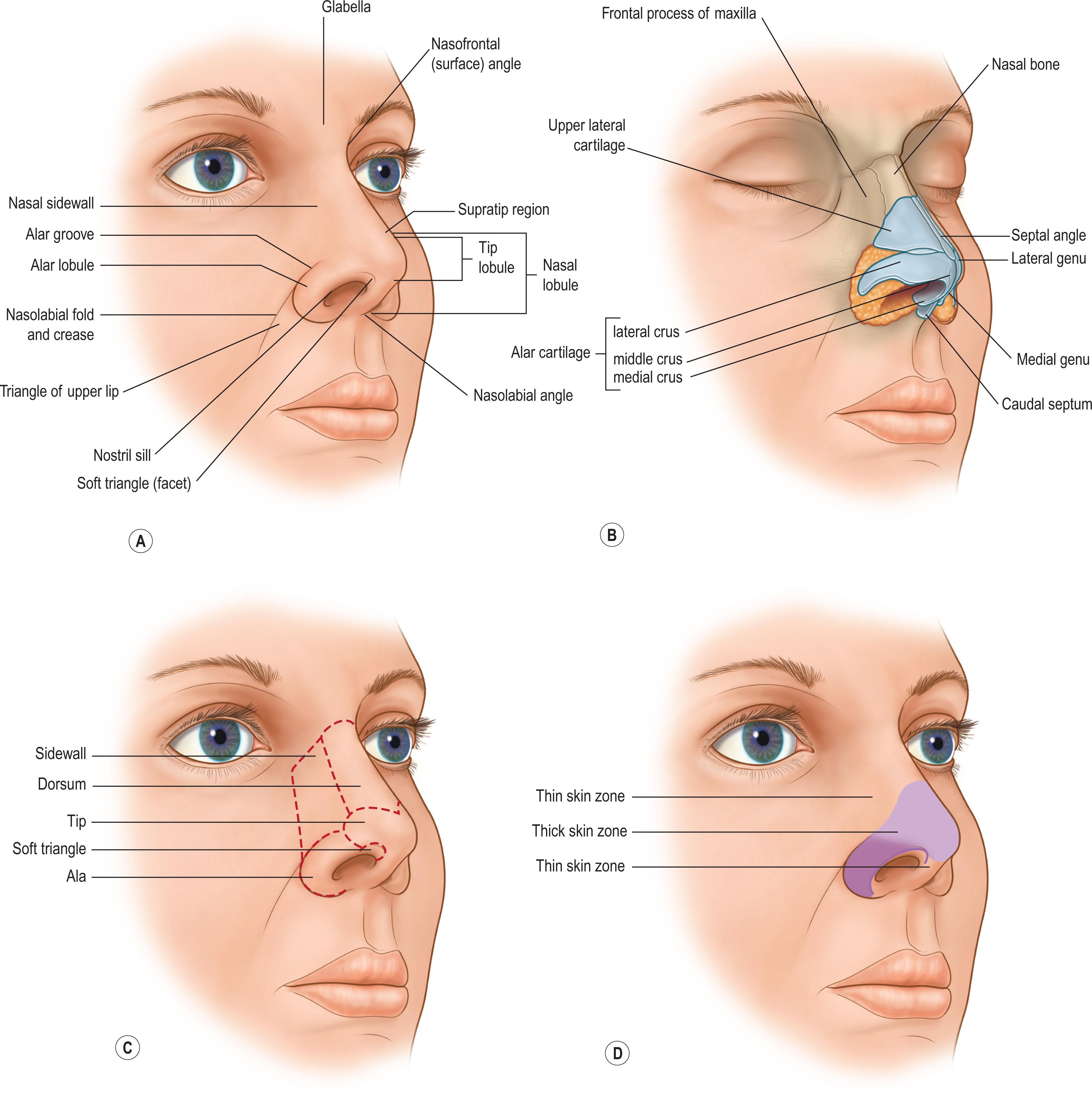 Figure 3.1, (A–D) Anatomy, surface contour, and subunits.