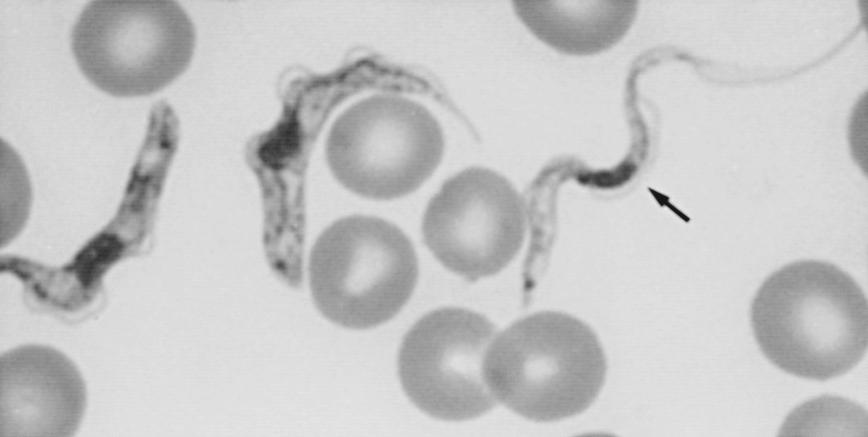 FIG. 277.1, Trypanosoma brucei rhodesiense trypomastigotes in rat blood.