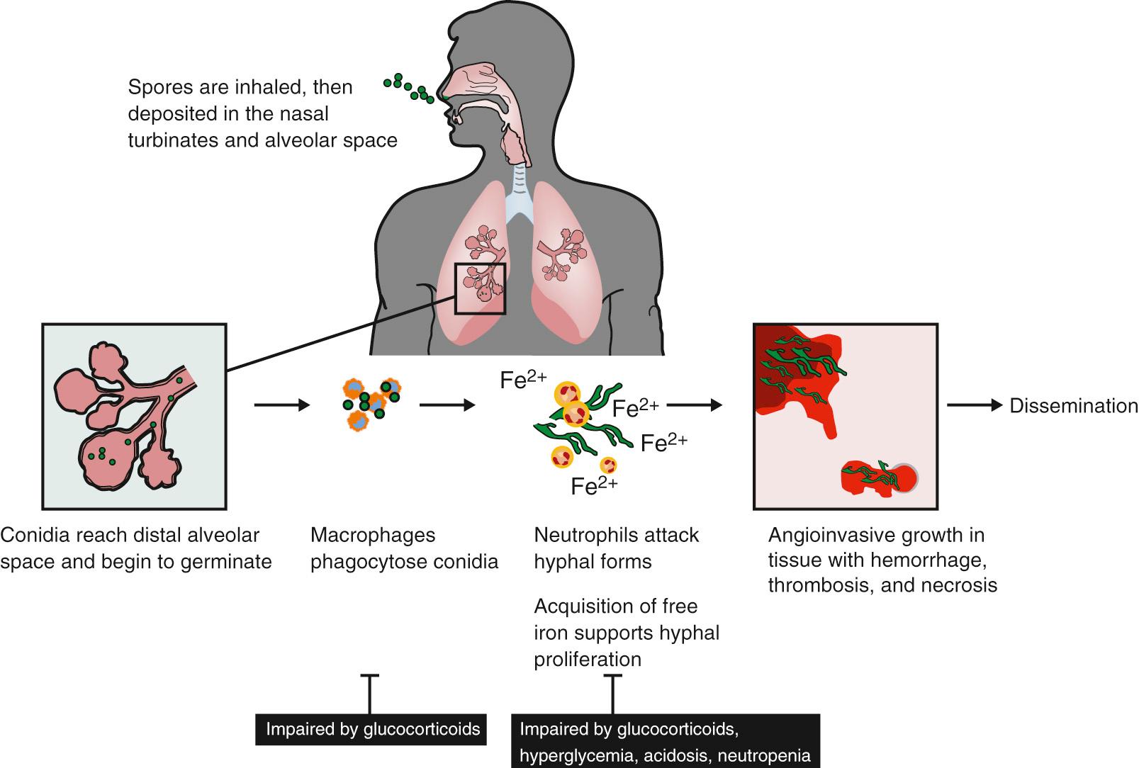 FIG. 258.3, Pathogenesis of invasive mucormycosis.