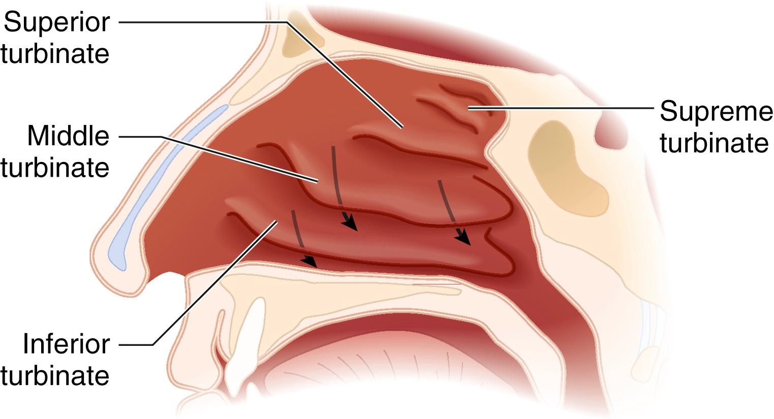 Fig. 44.3, Lateral wall of the nasal cavity.