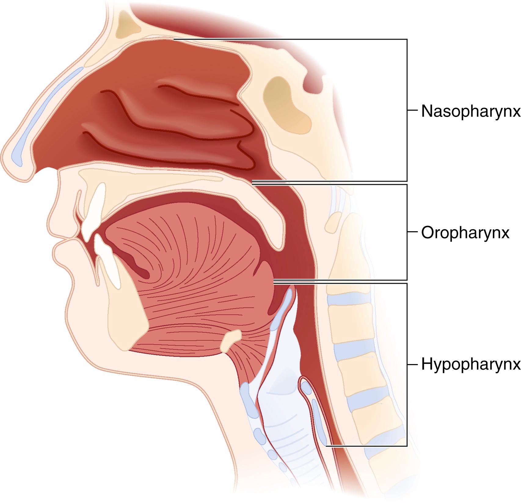 Fig. 44.4, Sagittal section through the head and neck showing the subdivisions of the pharynx.