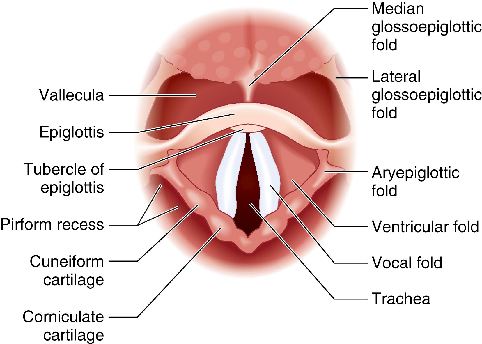 Fig. 44.6, Larynx as visualized from the hypopharynx.