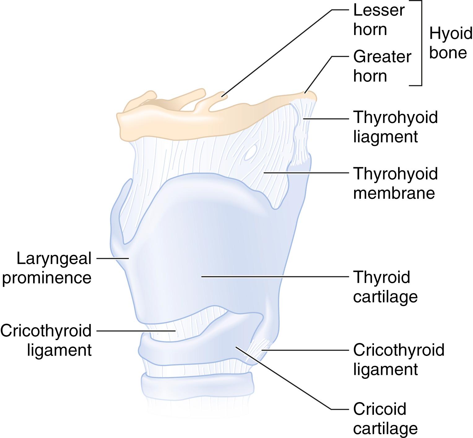 Fig. 44.7, Cartilaginous and membranous components of the larynx.