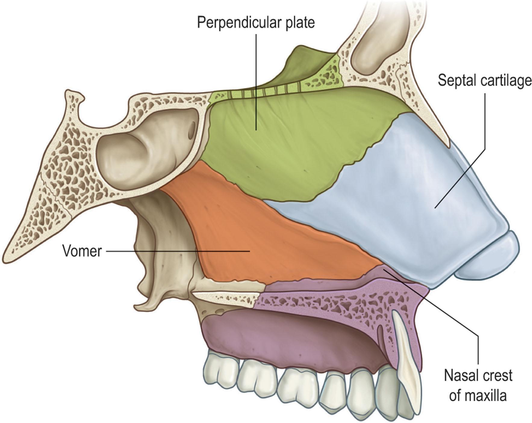 Figure 21.2, The nasal septum is composed of the septal cartilage, the perpendicular plate of the ethmoid superiorly, the vomer posteriorly, and the maxillary crest inferiorly.