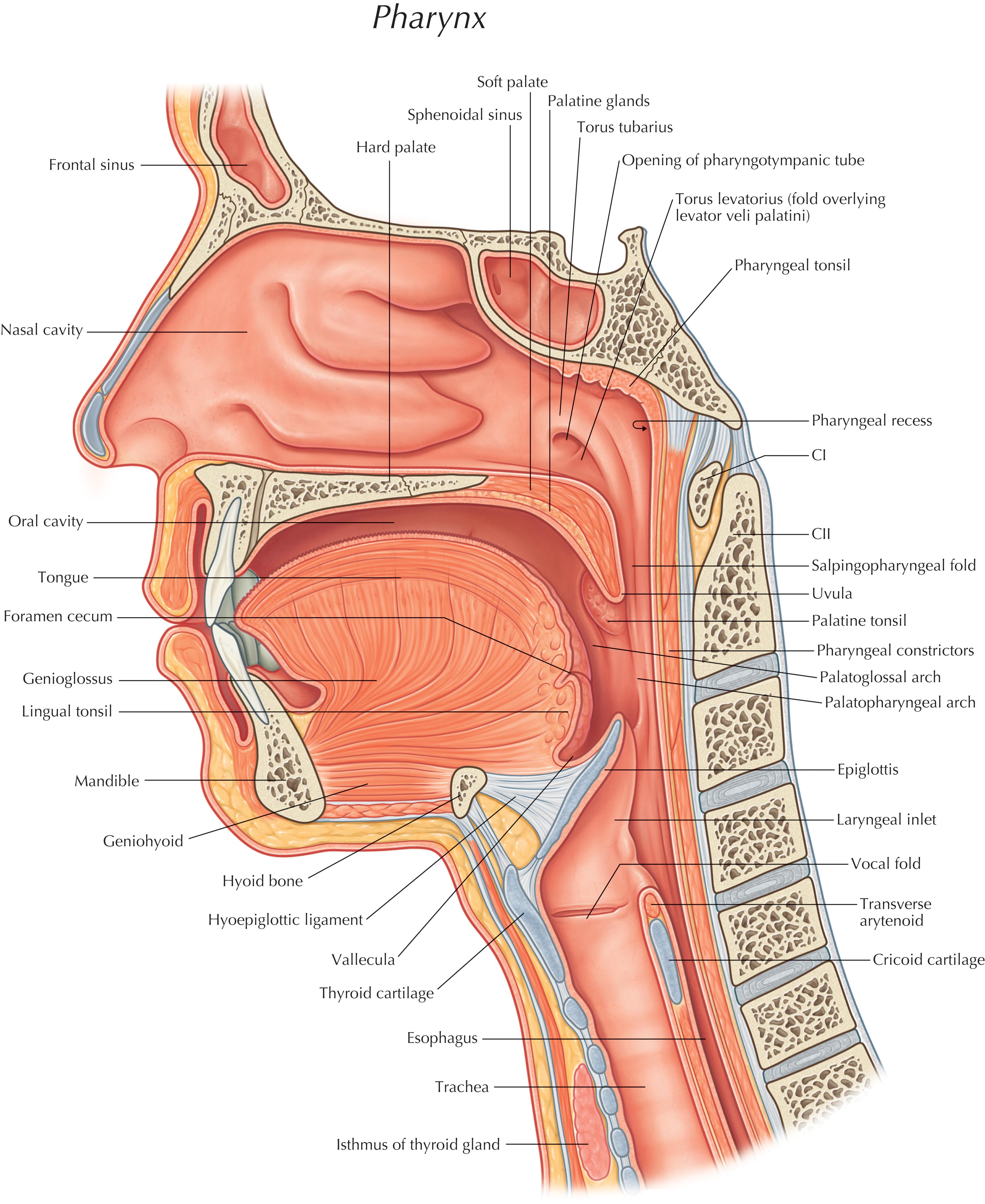 FIGURE 1, Lateral view of the pharynx (nasal, oral, and larynx).