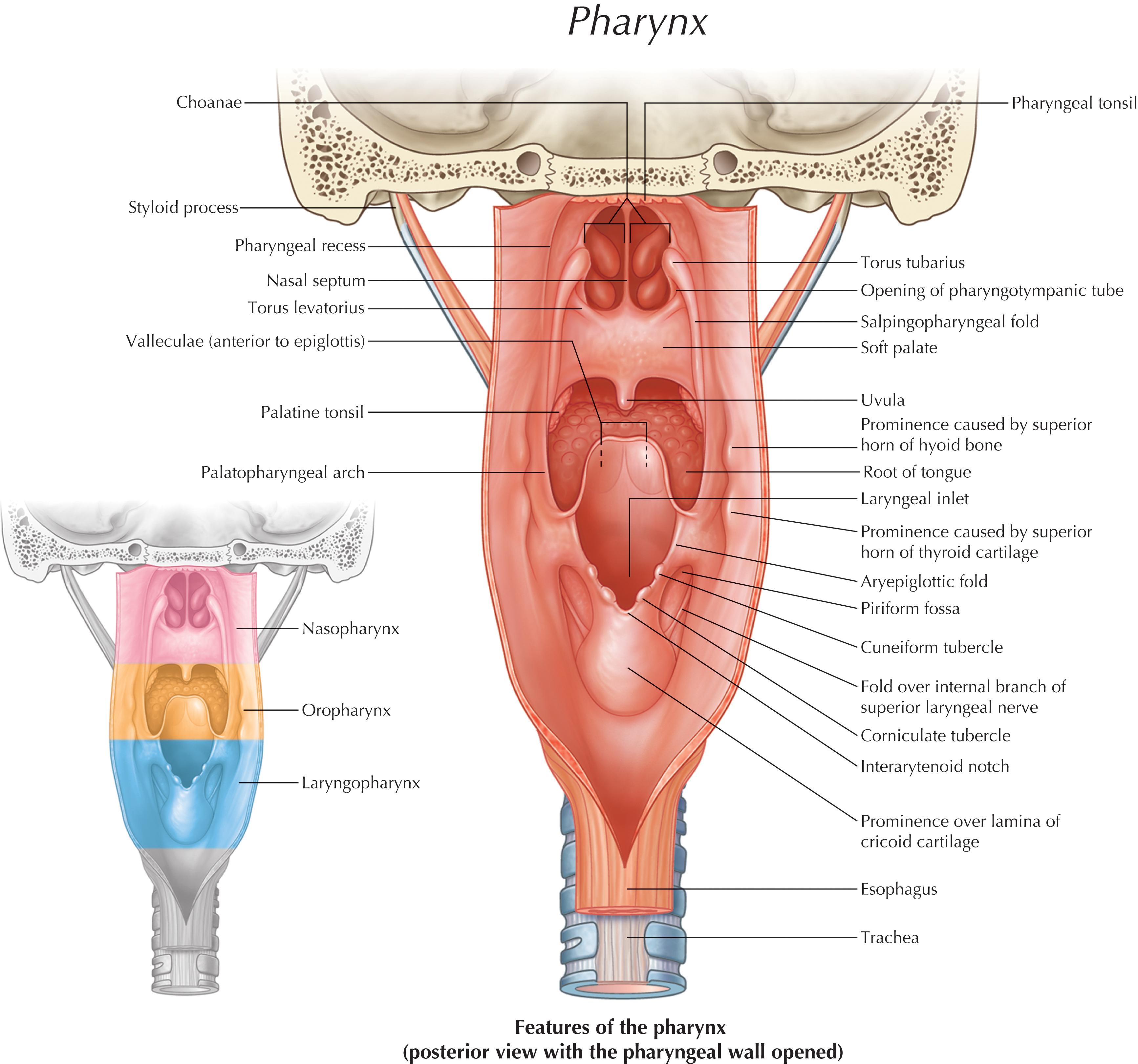 FIGURE 2, Posterior view of the pharynx (nasal, oral, and larynx).