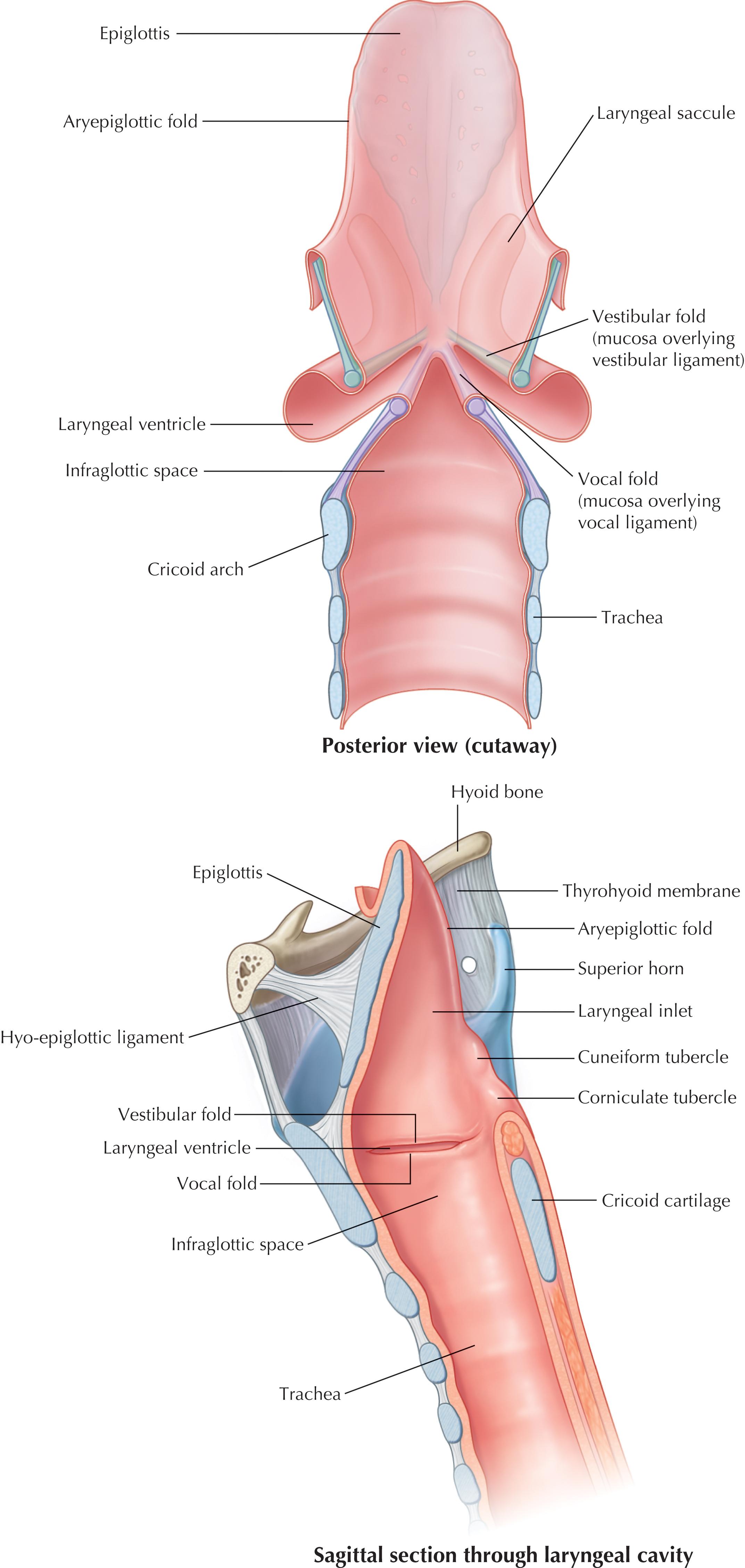 FIGURE 3, Posterior and lateral views of the laryngeal cavity.