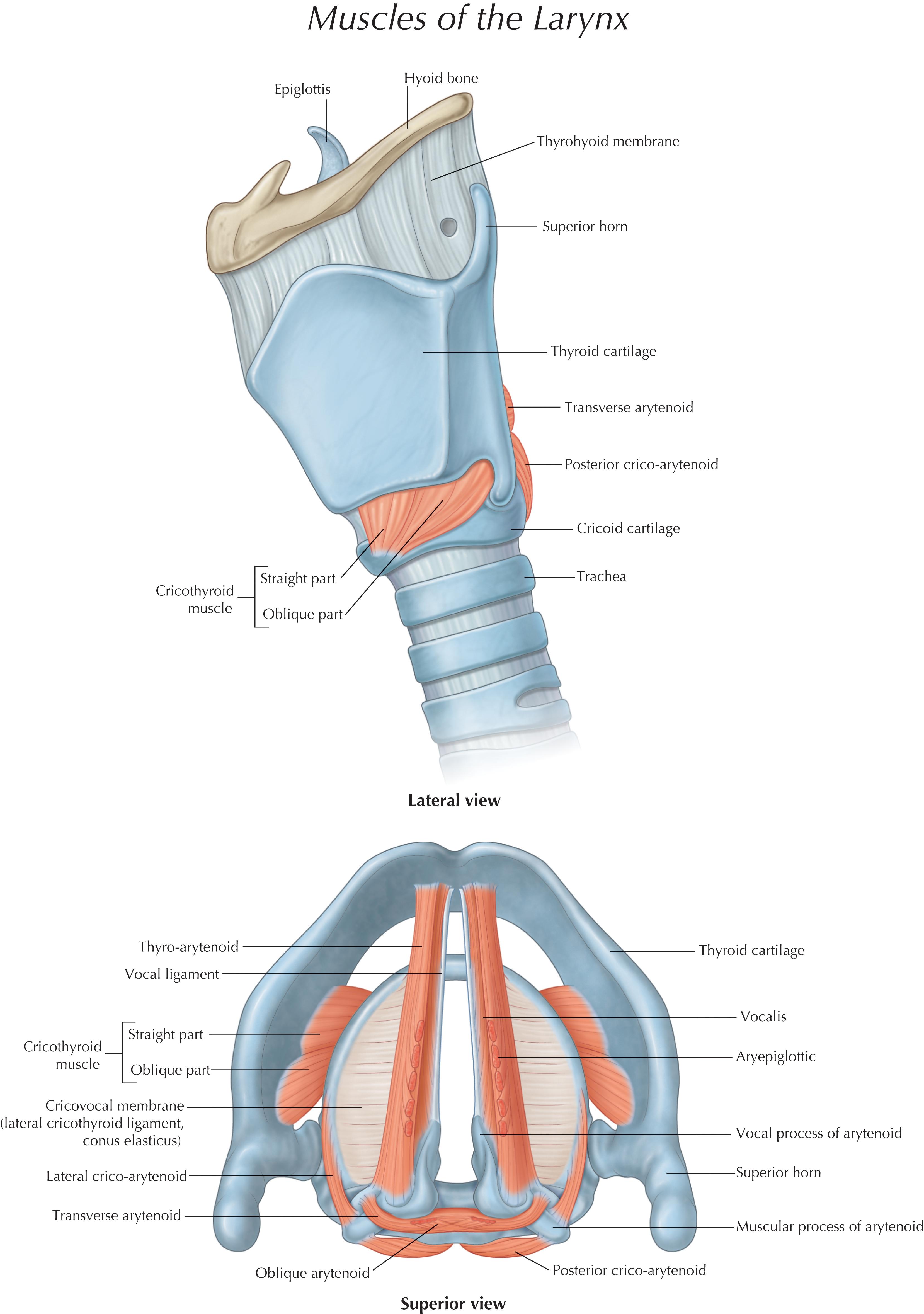 FIGURE 4, Muscular and bony landmarks of the larynx.