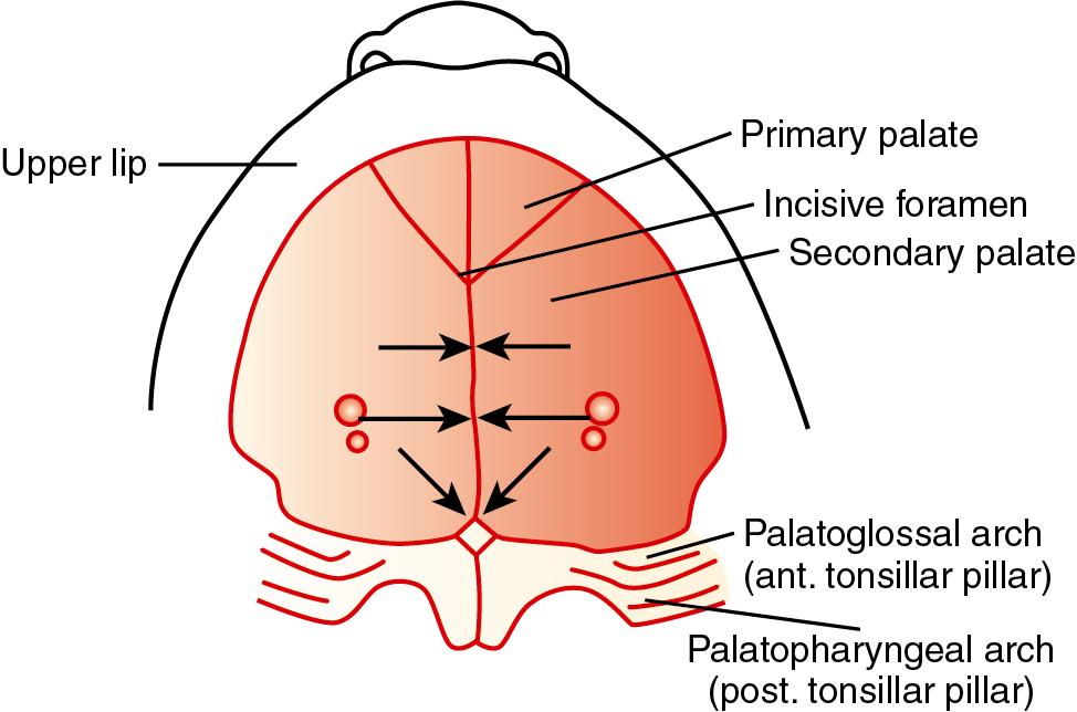Fig. 4.7, Formation of the Primary and Secondary Palates, Ultimately Forming the Floor of the Nose and the Roof of the Mouth.