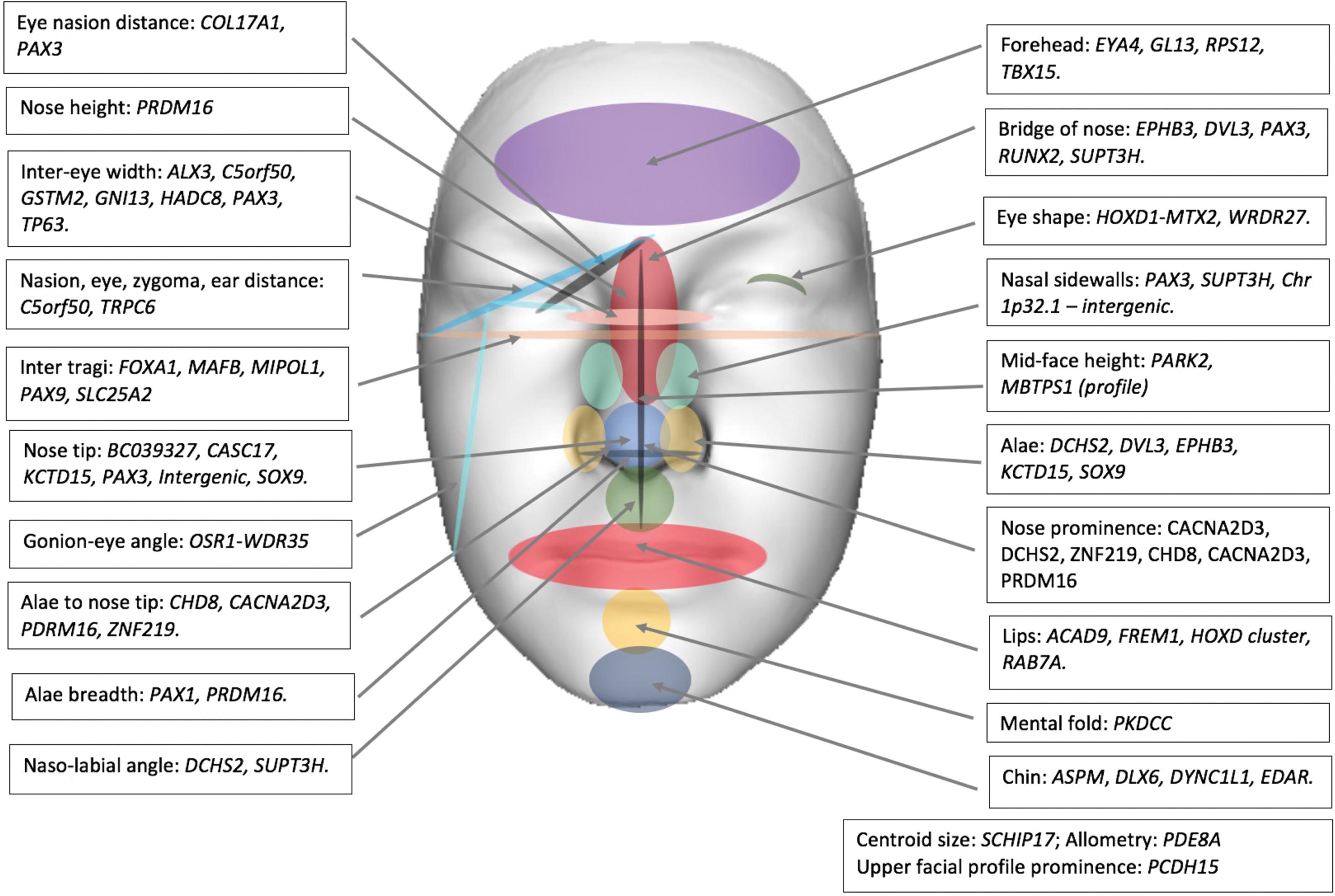Fig. 4.9, Gene Association With Regionalized Facial Features in Normal Populations.