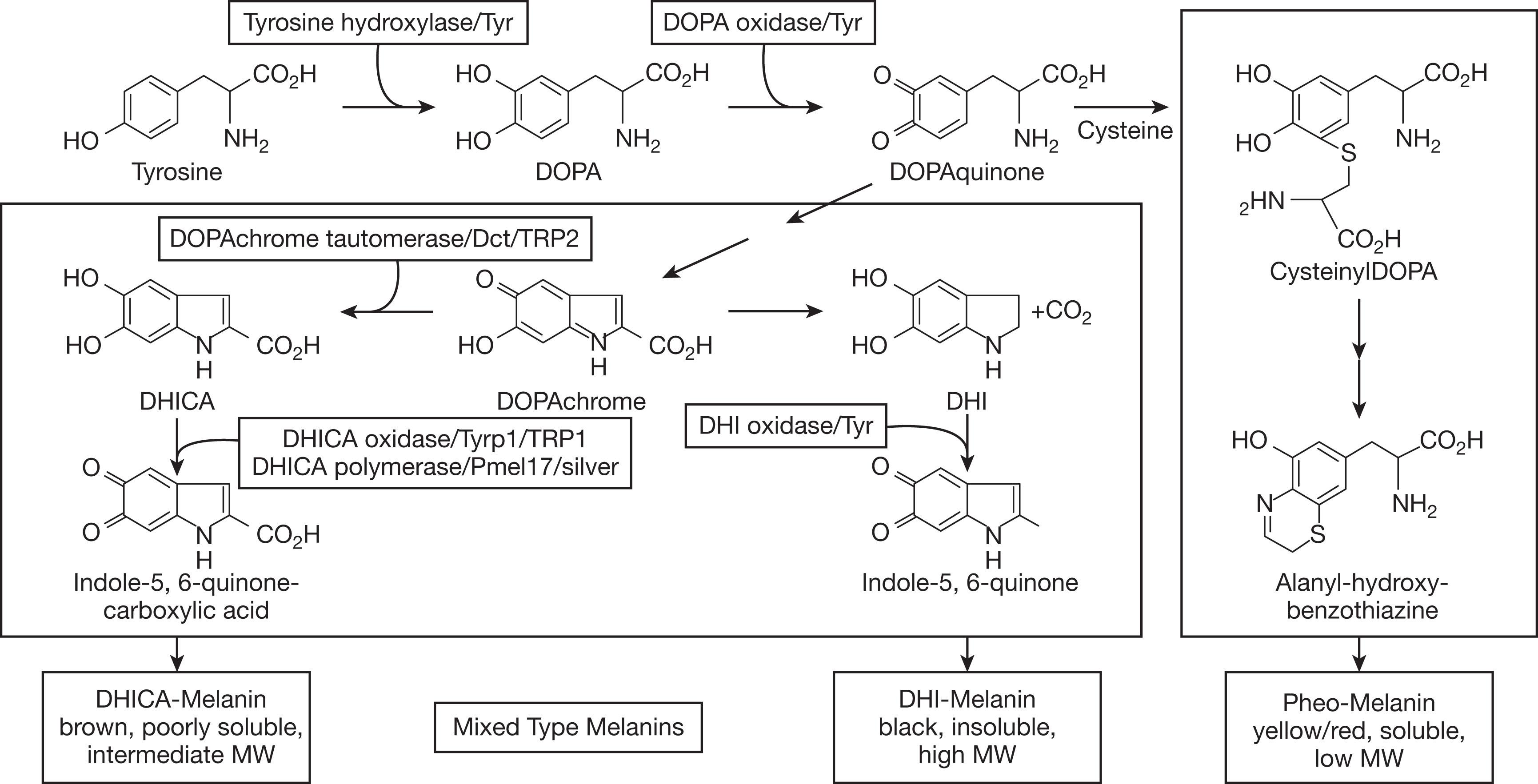 Fig. 40.1, The pathway for normal melanogenesis results in production of eumelanin or pheomelanin.