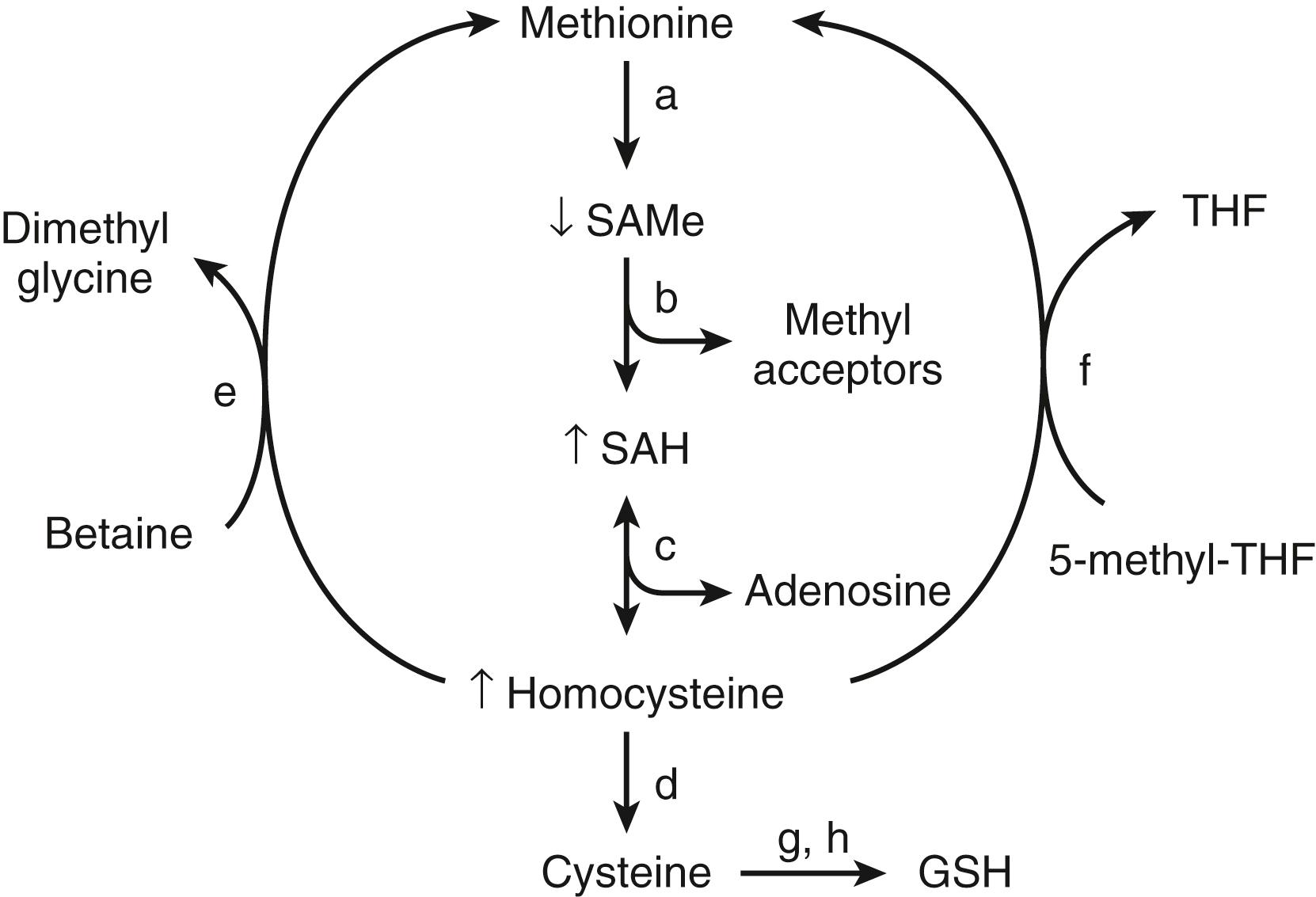 Fig. 86.3, Hepatic methionine metabolism. Chronic alcohol consumption causes S-adenosylmethionine ( SAMe ) deficiency and an increase in homocysteine and S-adenosylhomocysteine ( SAH ) levels. a, methionine adenosyltransferase. b, enzymes involved in transmethylation reactions, including phosphatidylethanolamine N-methyltransferase. c, SAH hydrolase. d, cystathionine B-synthase. e, Betaine-homocysteine methyltransfe rase. f, Methionine synthetase. g, Glutamate-cysteine synthetase. h, Glutathione (GSH) synthetase. THF, tetrahydrofolate; ↑↓ , effects of alcohol.
