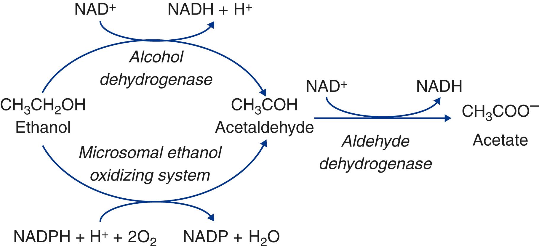 FIGURE 364-1, Ethanol metabolism.