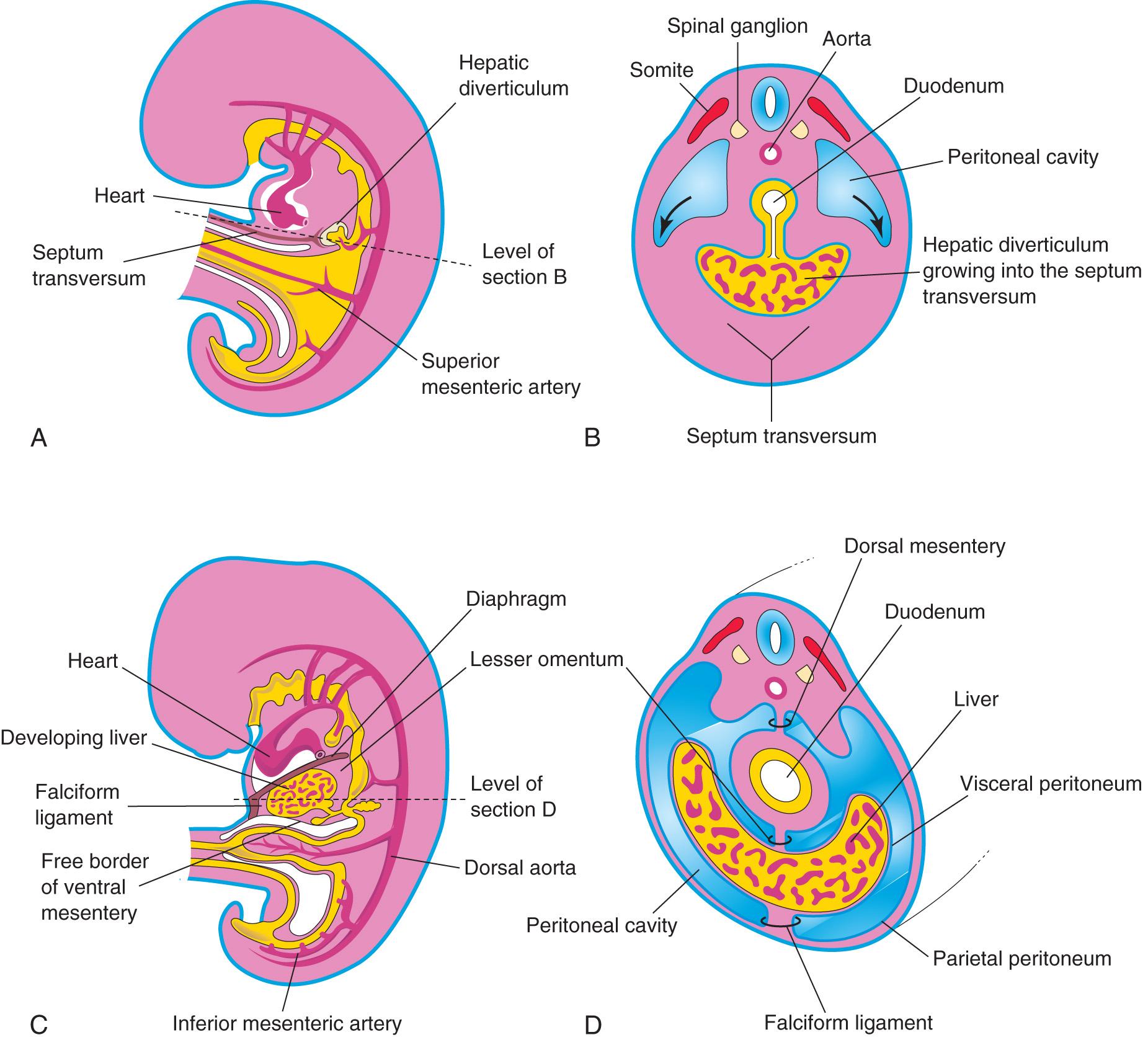 Fig. 11.8, A , Median section of a 4-week embryo. B , Transverse section of the embryo showing expansion of the peritoneal cavity (arrows) . C , Sagittal section of a 5-week embryo. D , Transverse section of the embryo after formation of the dorsal and ventral mesenteries.