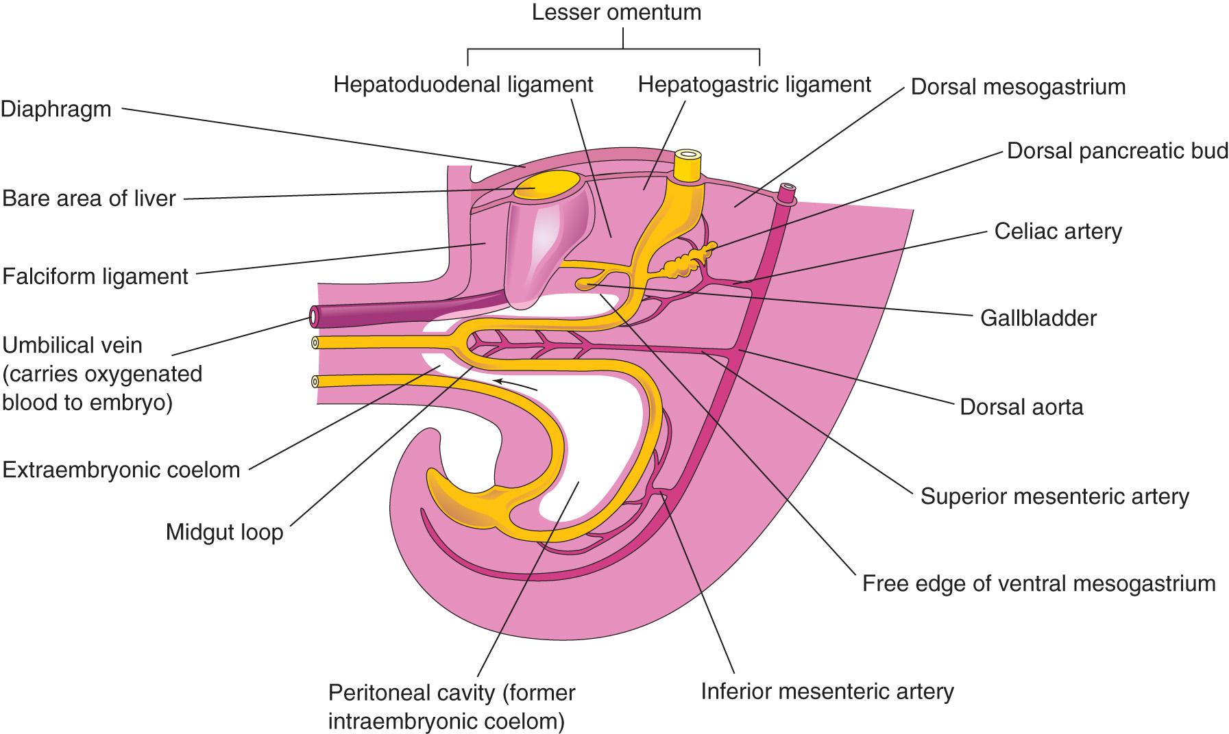 Fig. 11.9, Median section of caudal half of an embryo at the end of the fifth week, showing the liver and associated ligaments. The arrow indicates the communication of the peritoneal cavity with the extraembryonic coelom.