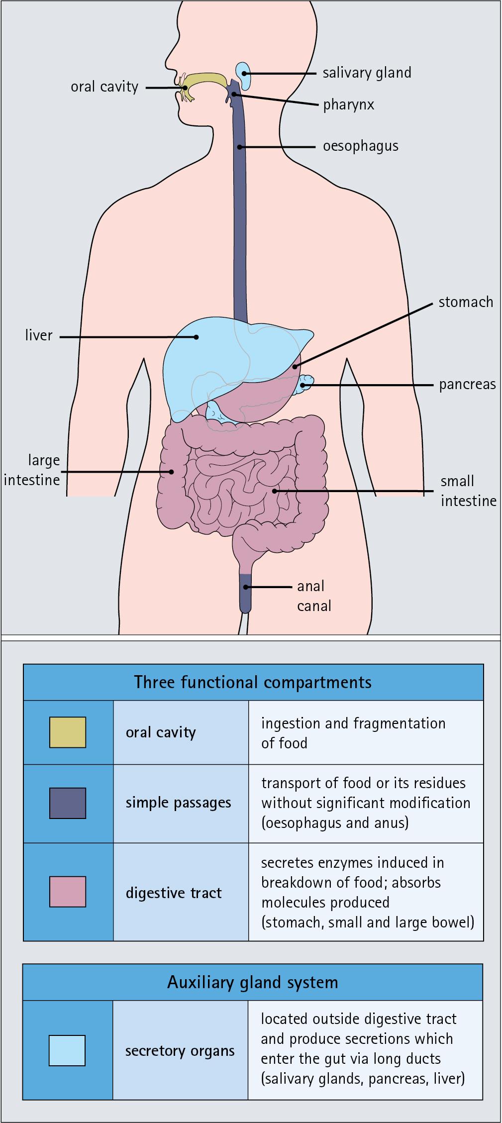 Fig. 11.1, The Alimentary Tract.