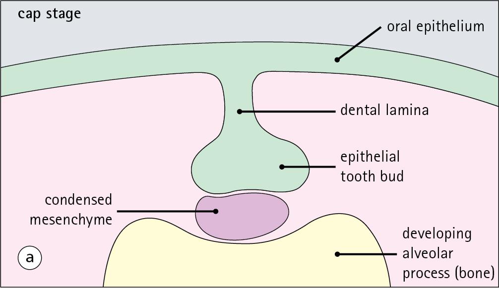 Fig. 11.17, Tooth Development.