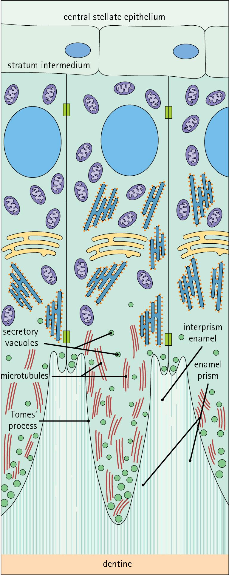 Fig. 11.13, Ameloblasts and Enamel Formation.