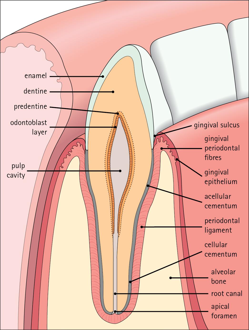 Fig. 11.8, Mature Incisor Tooth.