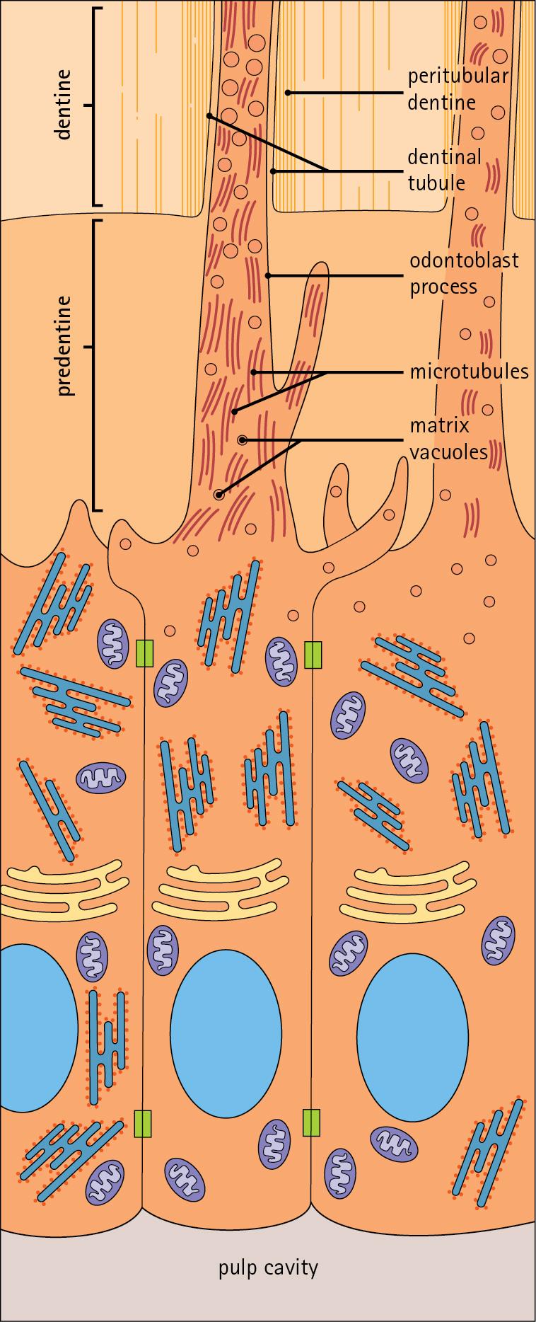 Fig. 11.10, Odontoblasts and Dentinogenesis.