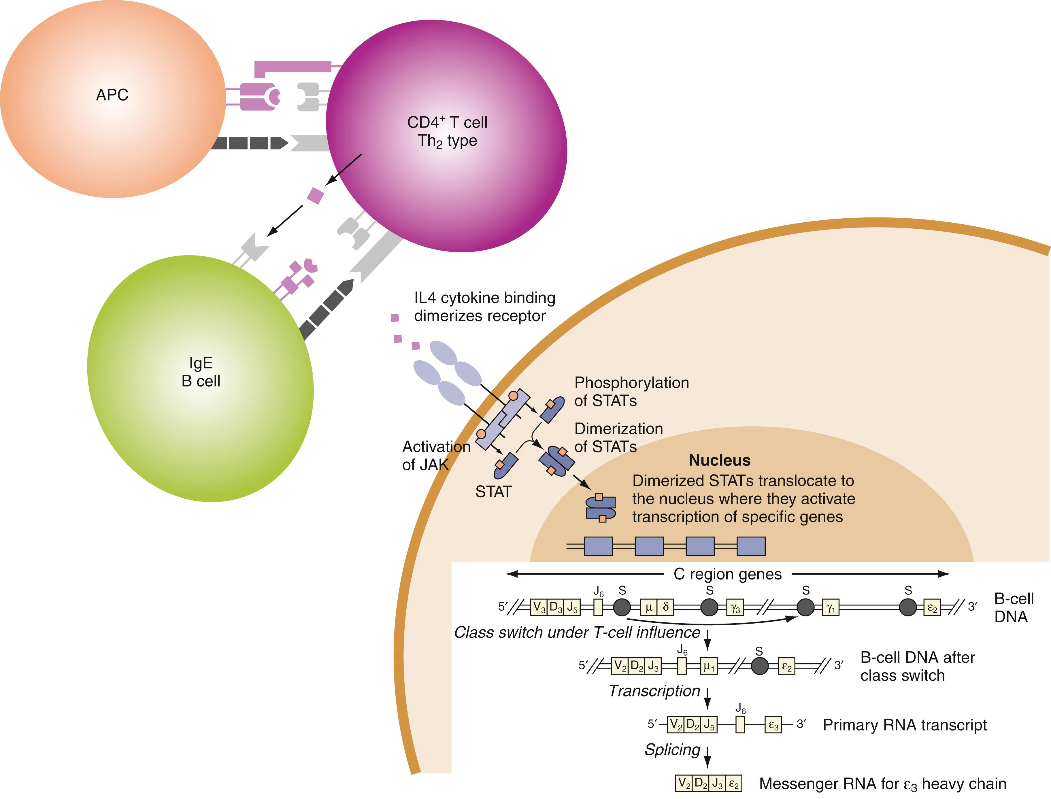 Figure 56.1, Cellular and molecular interactions regulating immunoglobulin (Ig) E synthesis.
