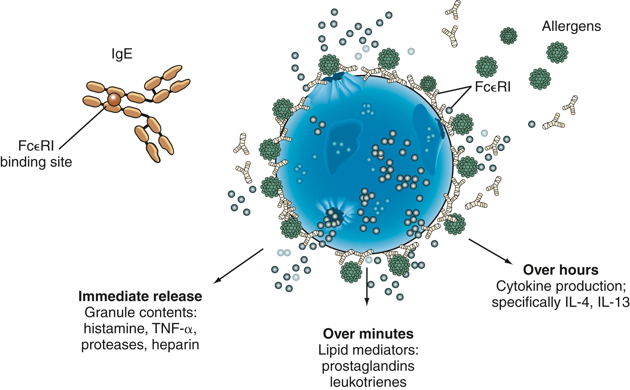 Fig. 4.1, Immunoglobulin E (IgE) is bound to the mast cell surface, and when cross-linked by antigen, the mast cell becomes activated. The activated mast cell releases preformed mediators and generates additional mediators over minutes to hours. FcεRI, High-affinity IgE receptor; IL-4, interleukin-4; IL-13, interleukin-13; TNF-α, tumor necrosis factor-alpha.