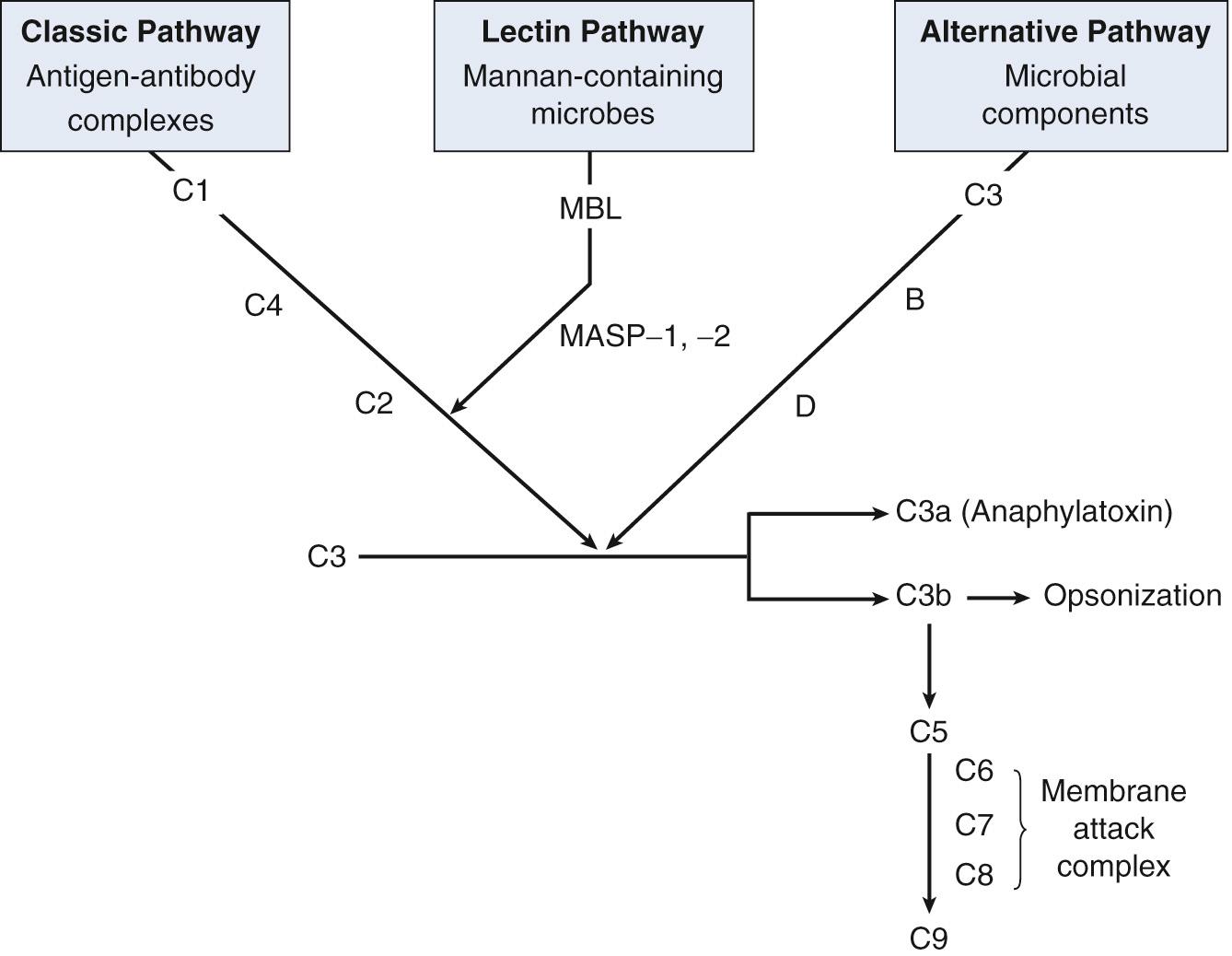 Fig. 35.1, The three pathways of the complement system. Please refer to the text for a description of the functions of the complement system. B , Factor B; D , factor D; MASP , MBL-associated serine proteases; MBL , mannan-binding lectin.