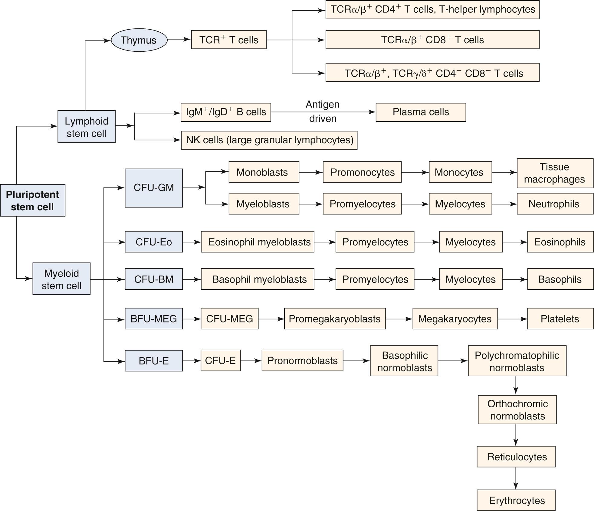 Fig. 35.2, The development of the various cells that are important in the immune response from their pluripotent stem cell origin to their final stages of maturation. BFU , Burst-forming unit; BM , basophil mast cell; CFU , colony-forming unit; E , erythroid; Eo , eosinophil; GM , granulocyte-monophage; Ig , immunoglobulin; MEG , megakaryocyte; NK , natural killer; TCR , T-cell receptor.