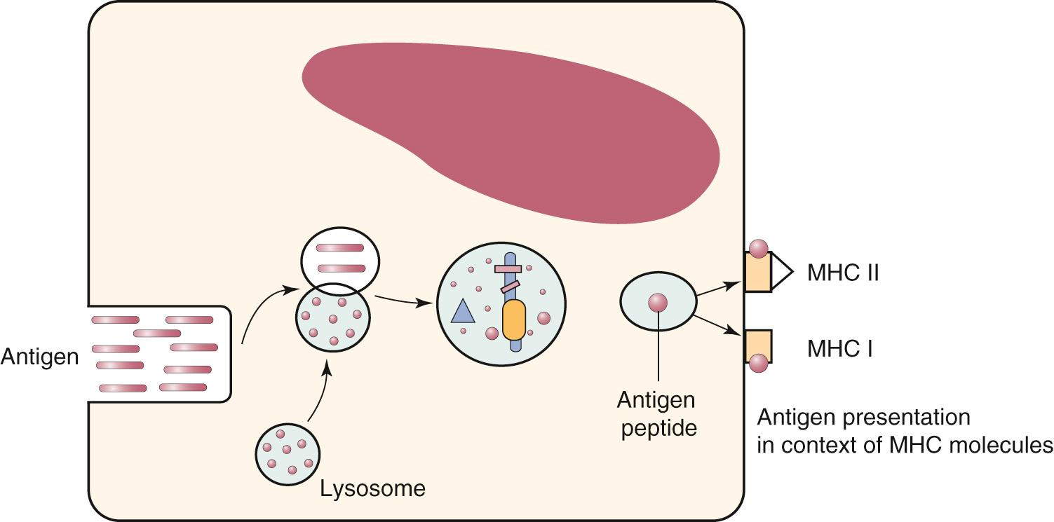 Fig. 35.3, Antigen processing and presentation. Antigen undergoes hydrolytic cleavage within antigen-presenting cells and the resultant oligopeptides are loaded on antigen-binding grooves of major histocompatibility complex (MHC) molecules and expressed at the cell surface.