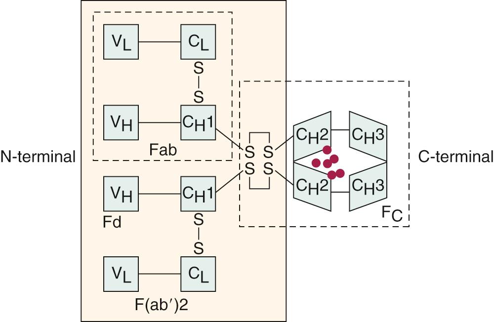 Fig. 35.4, Immunoglobulin structure. Human immunoglobulin G1 is a representative example of immunoglobulin structure. C , Constant regions; H , heavy chains; L , light chains; V , variable regions. Red circles represent carbohydrate residues between the C H 2 domains.