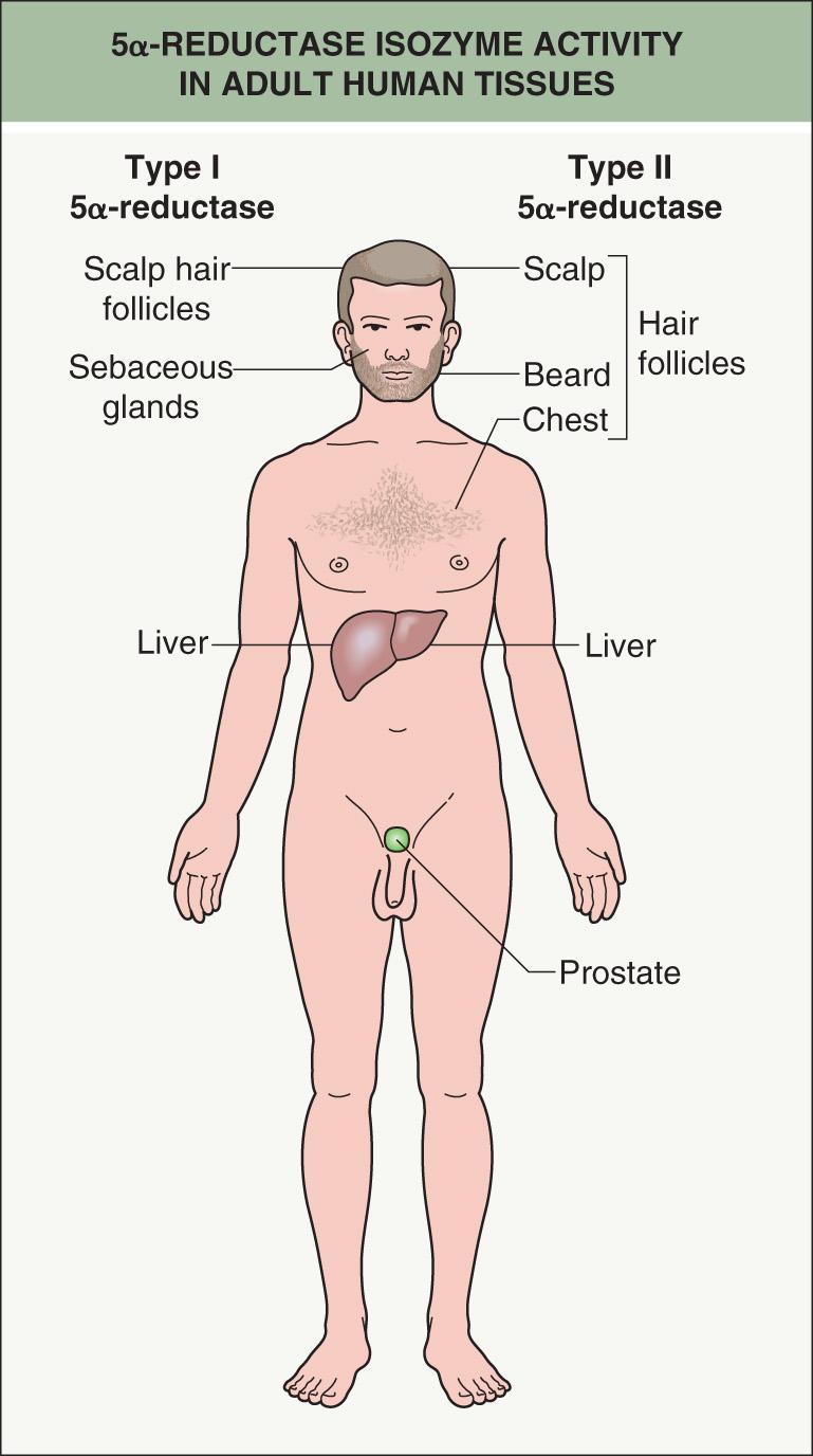 Fig. 69.3, 5α-reductase isoenzyme activity in adult human tissues.