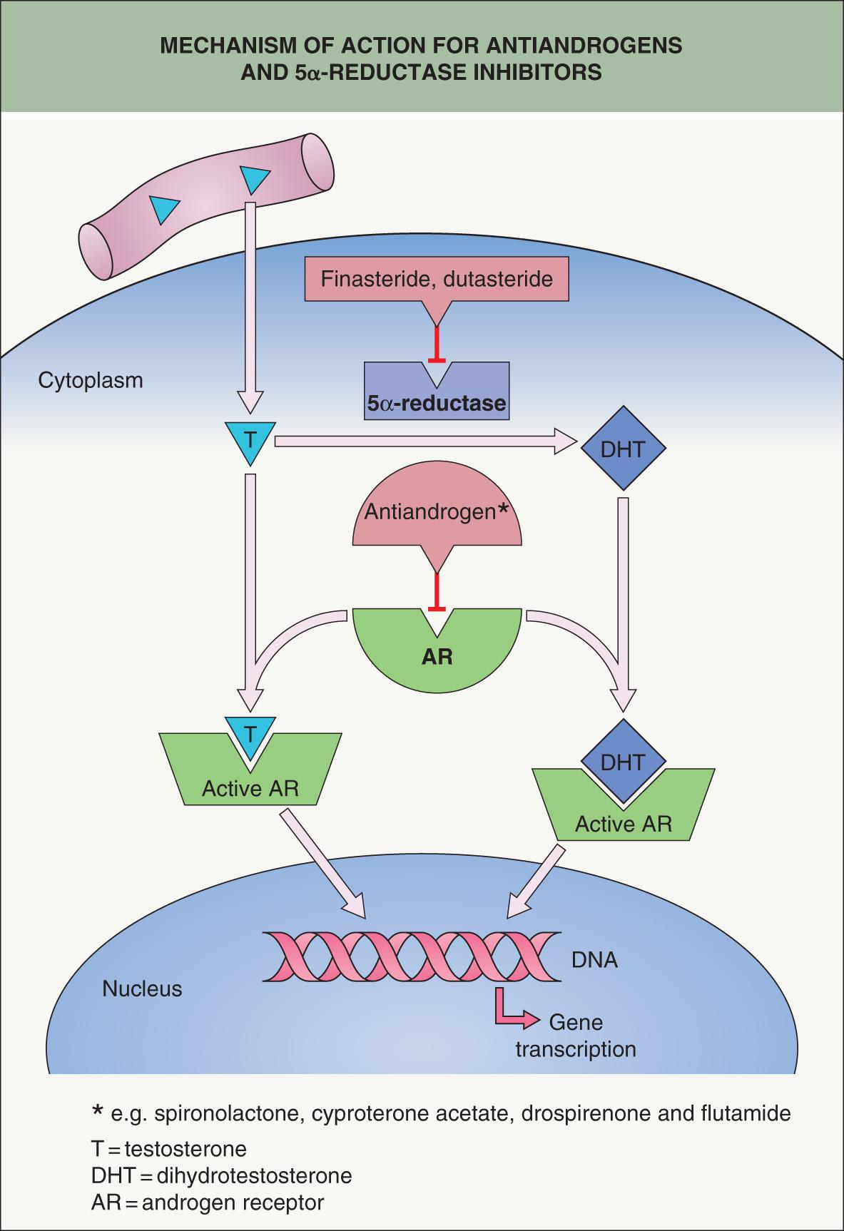 Fig. 69.10, Mechanisms of action for antiandrogens and 5α-reductase inhibitors.