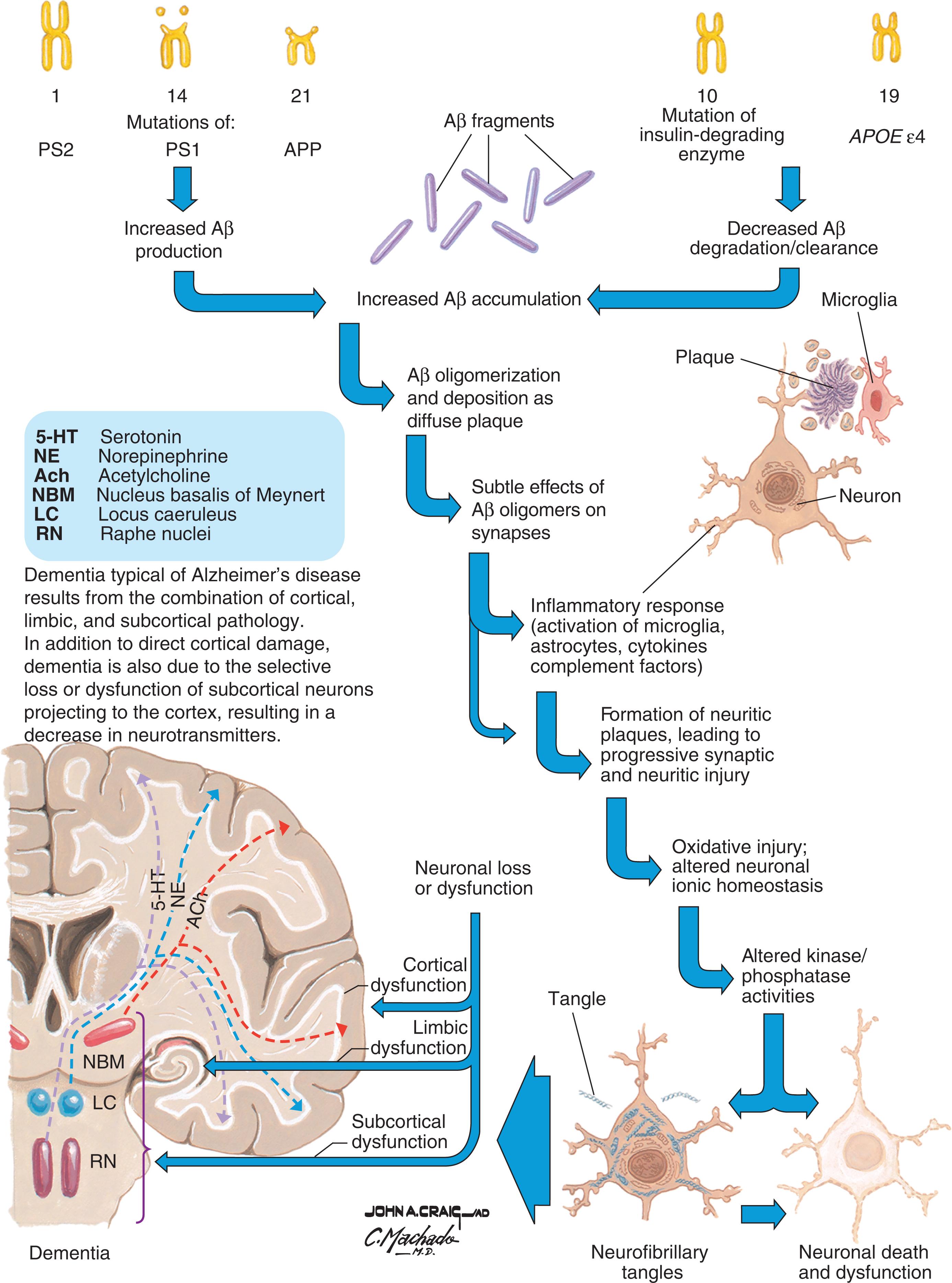 Fig. 4.10, The amyloid cascade hypothesis in Alzheimer’s disease.