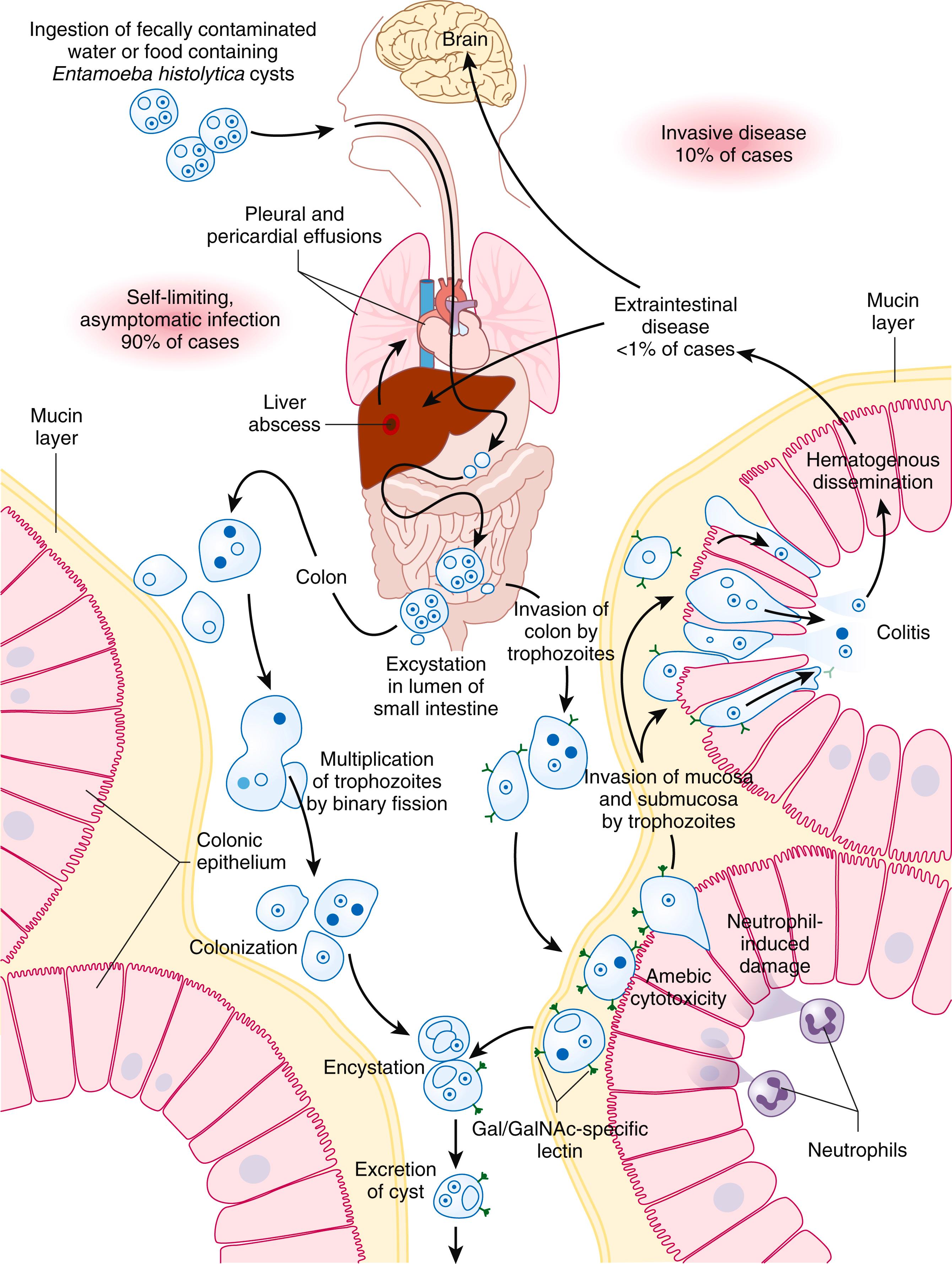 FIGURE 323-1, Life cycle of Entamoeba histolytica .