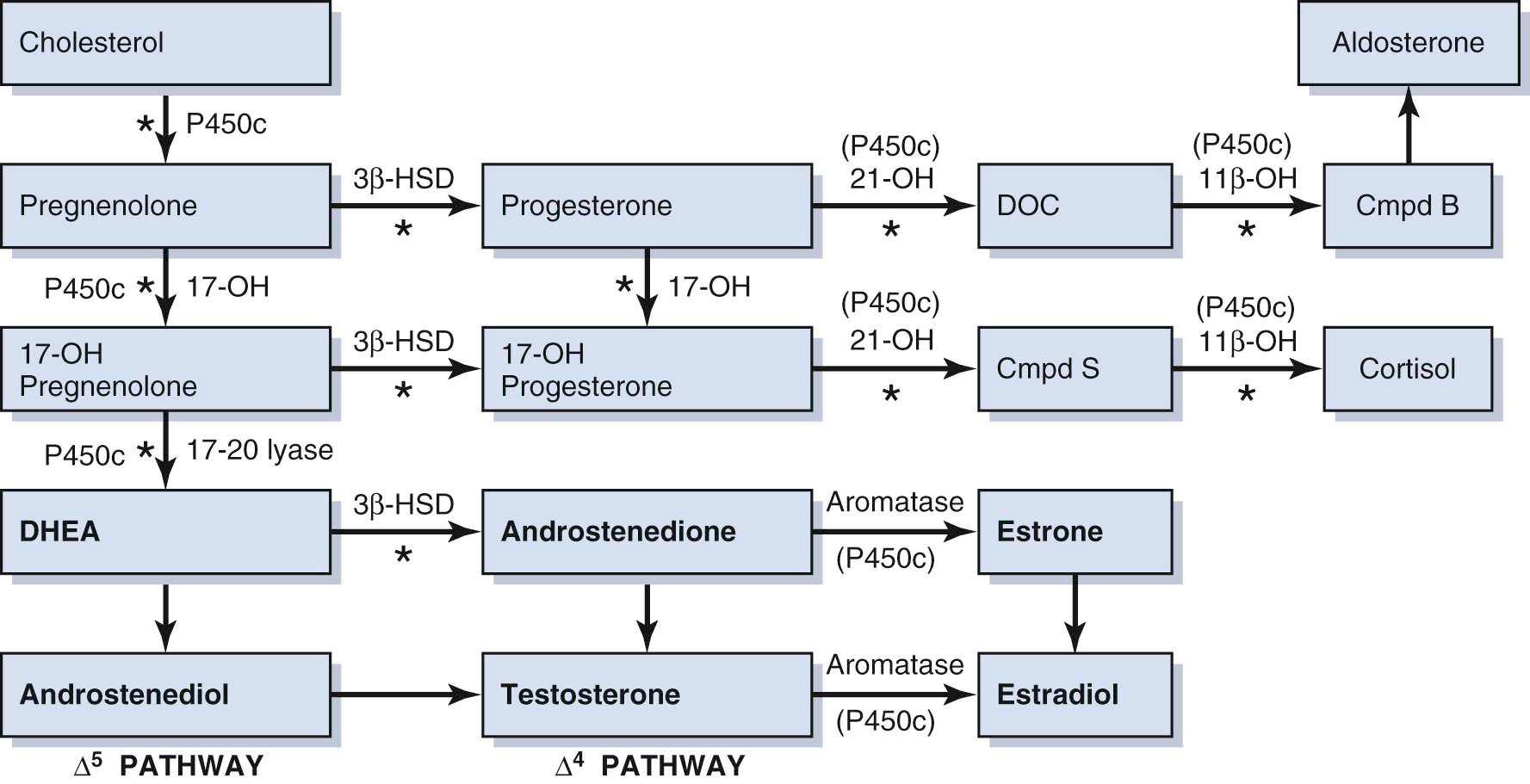 FIGURE 33-1, Diagrammatic representation of the steroid biosynthetic pathways. The asterisks denote specific enzyme defects that result in congenital adrenal hyperplasia.