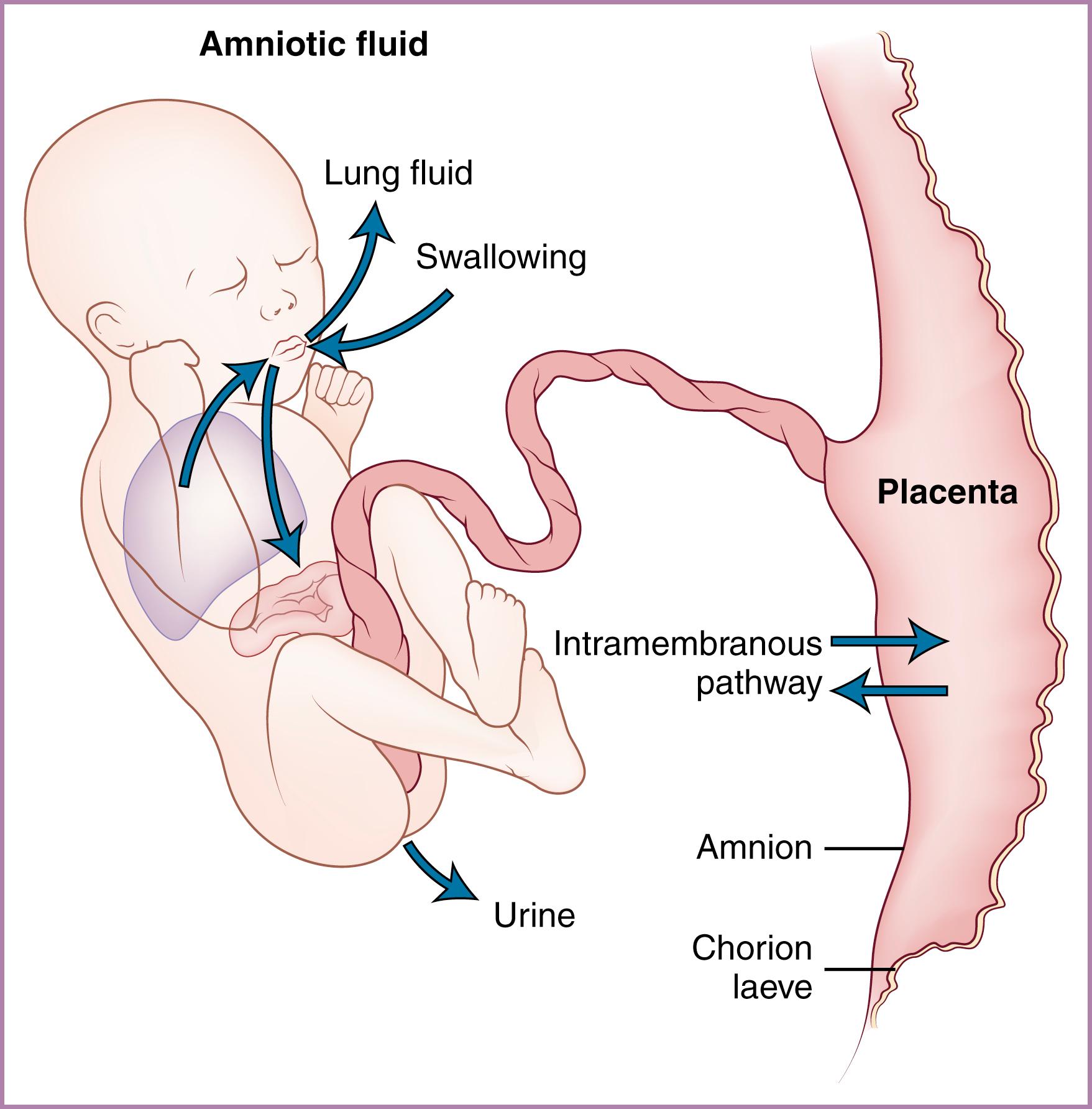 Figure 4.2, Circulation of amniotic fluid water to and from the fetus.