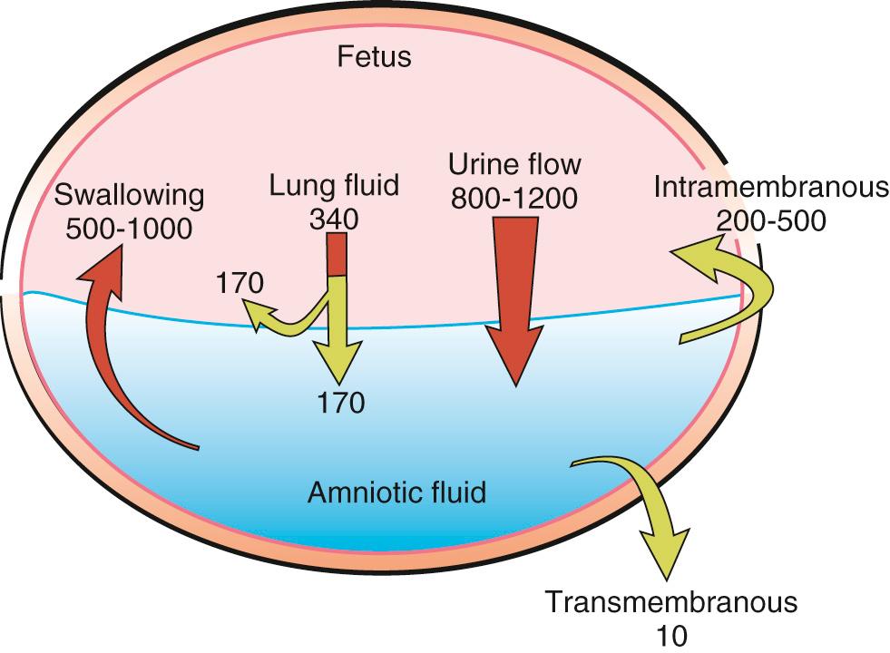 Fig. 24.1, Pathways for daily fluid production and removal between the fetus and amniotic fluid compartments (measured in milliliters).