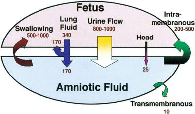 FIG 20-2, Summary of the flow of fluids into and out of the amniotic space in late gestation.