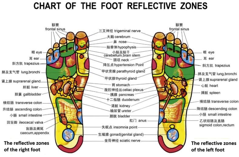 Fig. 25.27, The points on the foot reflect the organs of the body.