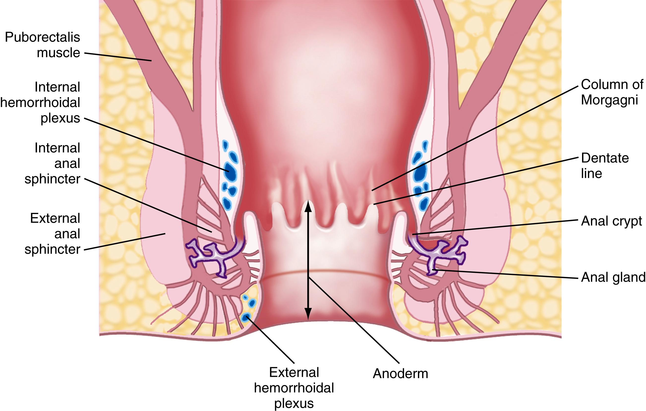 Fig. 129.1, Schematic depiction of the anatomy of the anal region. The vertical line with arrowheads denotes the transition zone that extends from the anal verge proximally for 1 to 1.5 cm to the dentate line.