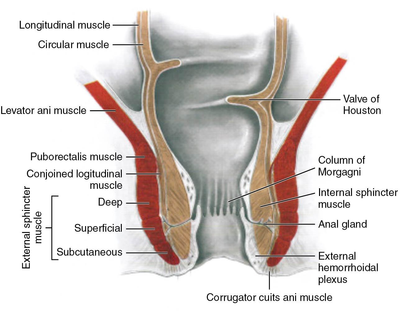Fig. 22.1, Coronal section of the anal canal and lower rectum.