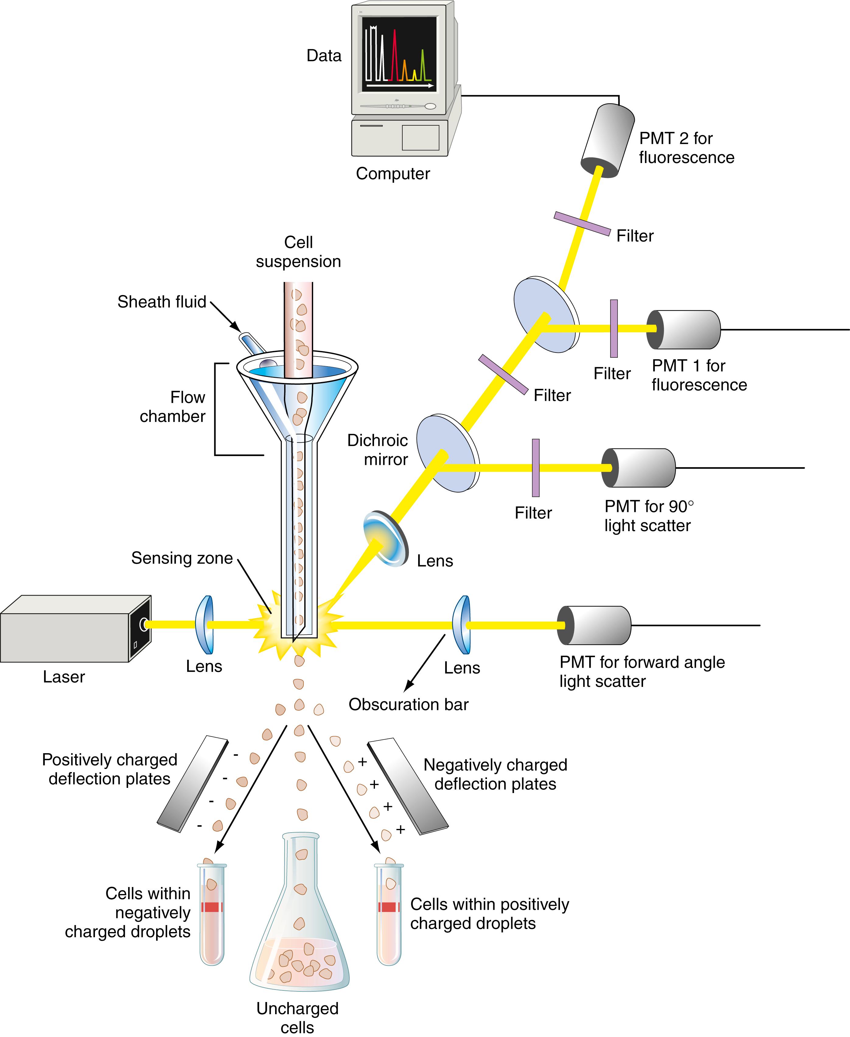 Figure 4.16, Components of a flow cytometer and a cell sorter. (Redrawn from Ward KM, Lehmann CA, Leiken AM: Clinical laboratory instrumentation and automation: Principles, applications, and selection. Philadelphia, 1994, WB Saunders; with permission.)