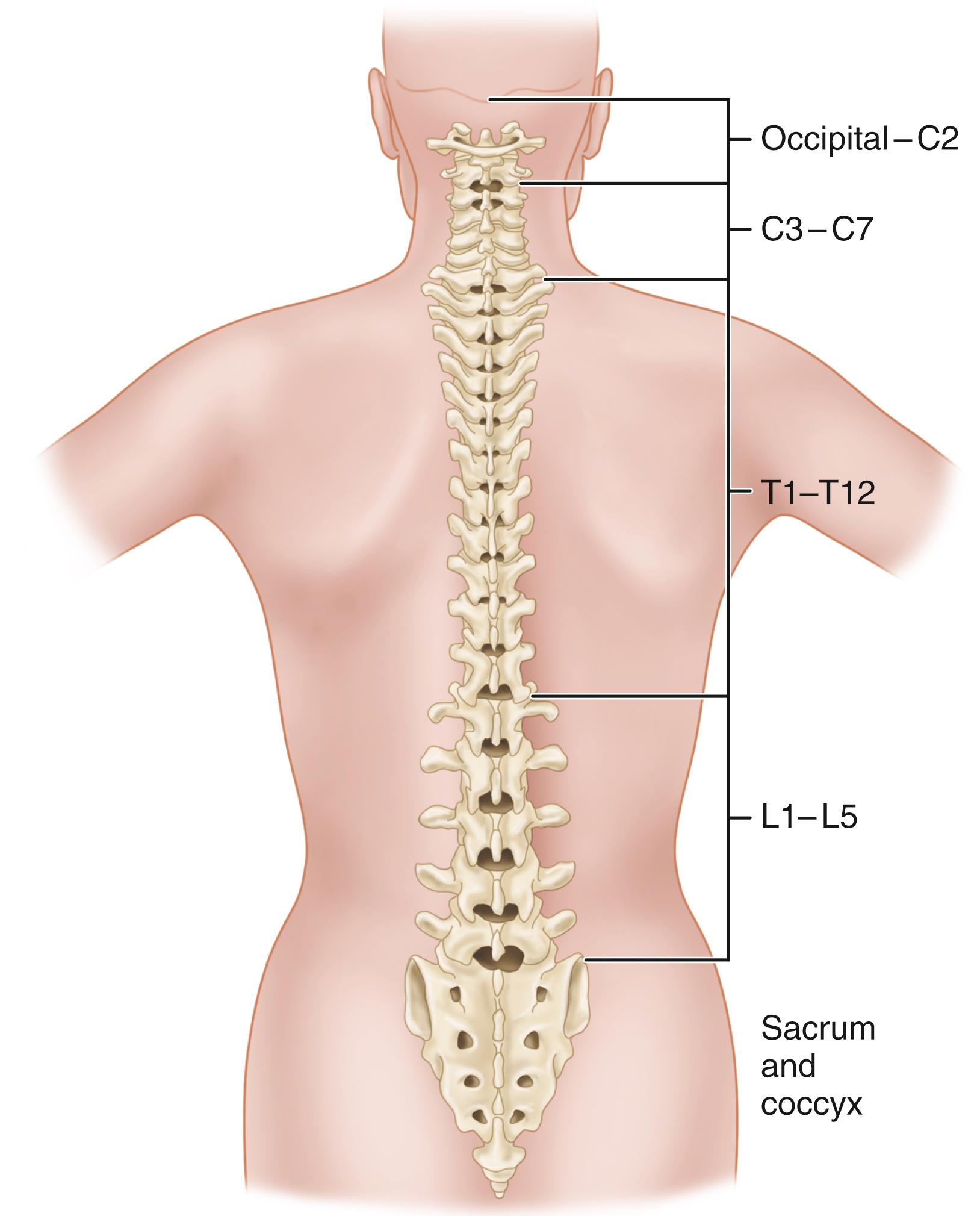 FIGURE 37.1, Vertebral column: upper cervical vertebrae (occiput to C2), lower cervical vertebrae (C3-7), thoracic vertebrae (T1-12), lumbar vertebrae (L1-5), sacrum, and coccyx.